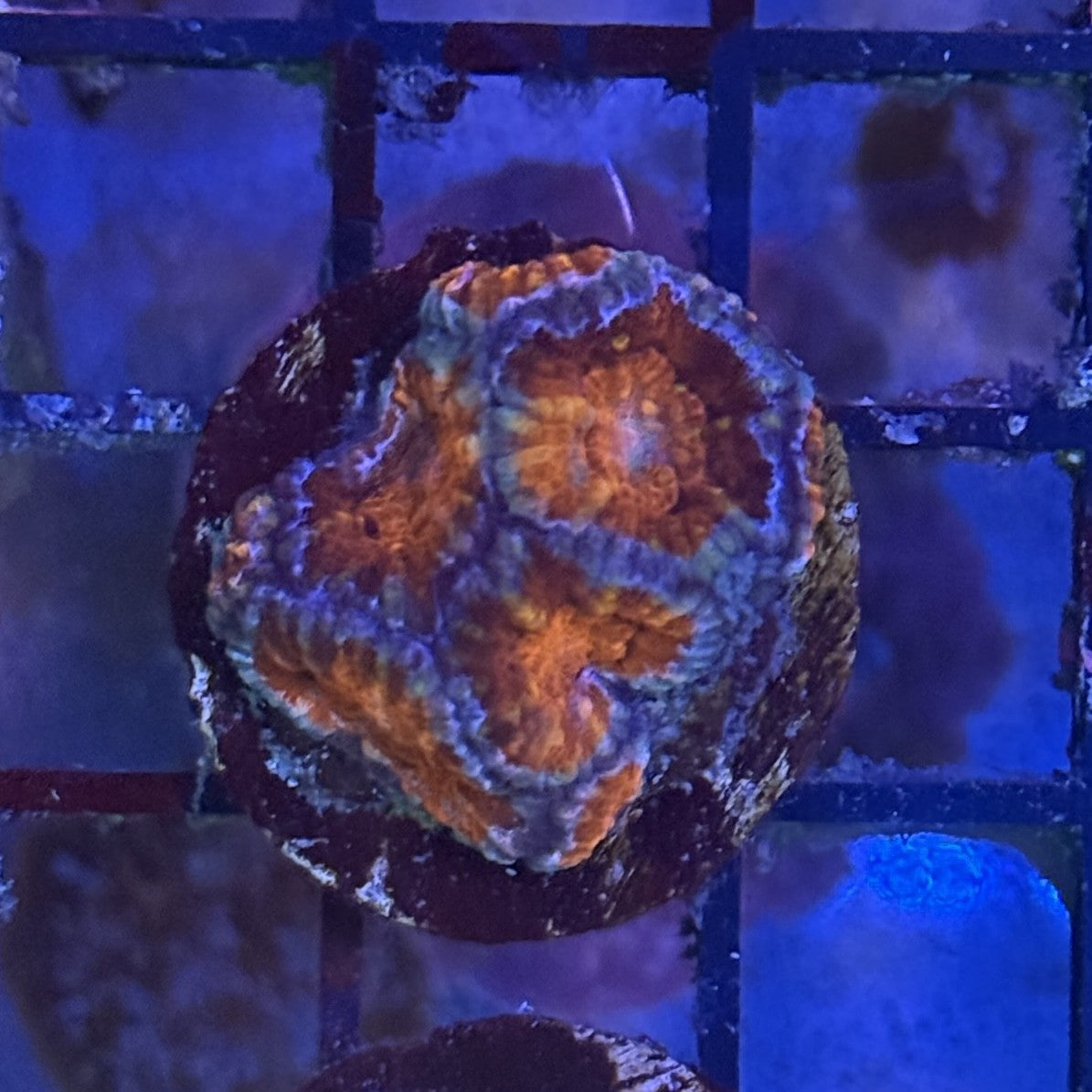 Ultra Acan ACF3