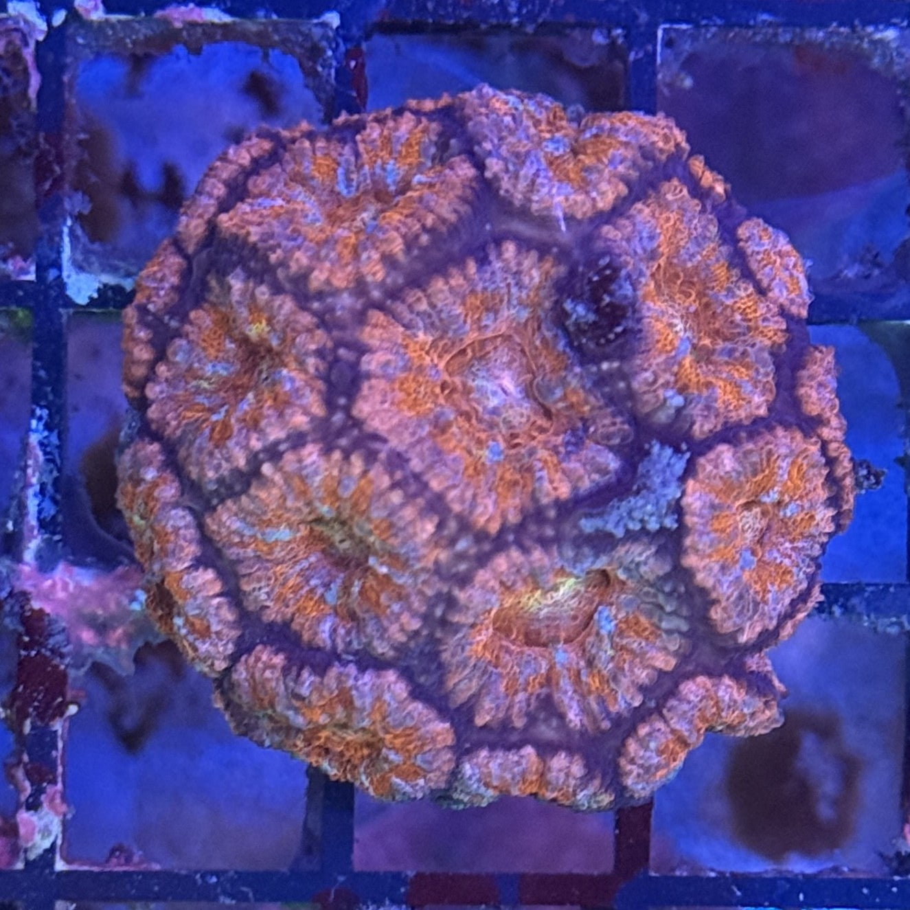 Ultra Acan ACF4