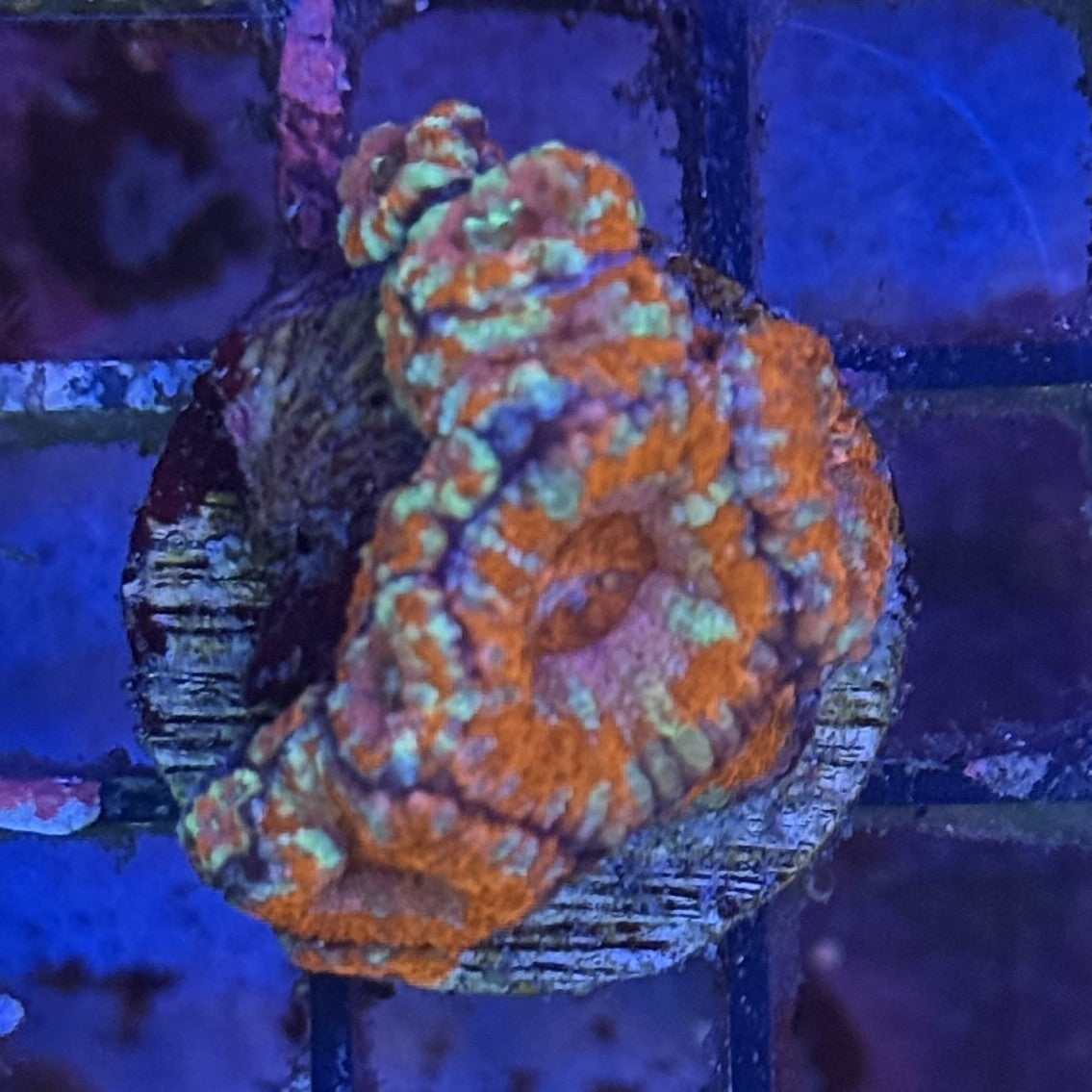Ultra Acan ACF5