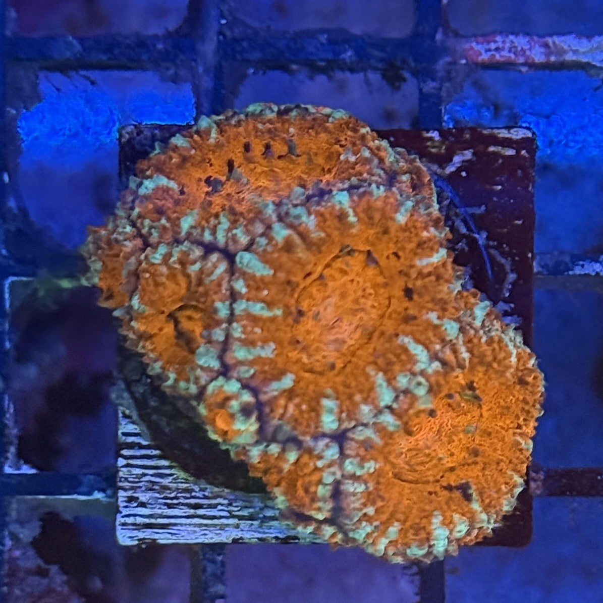 Ultra Acan ACF6