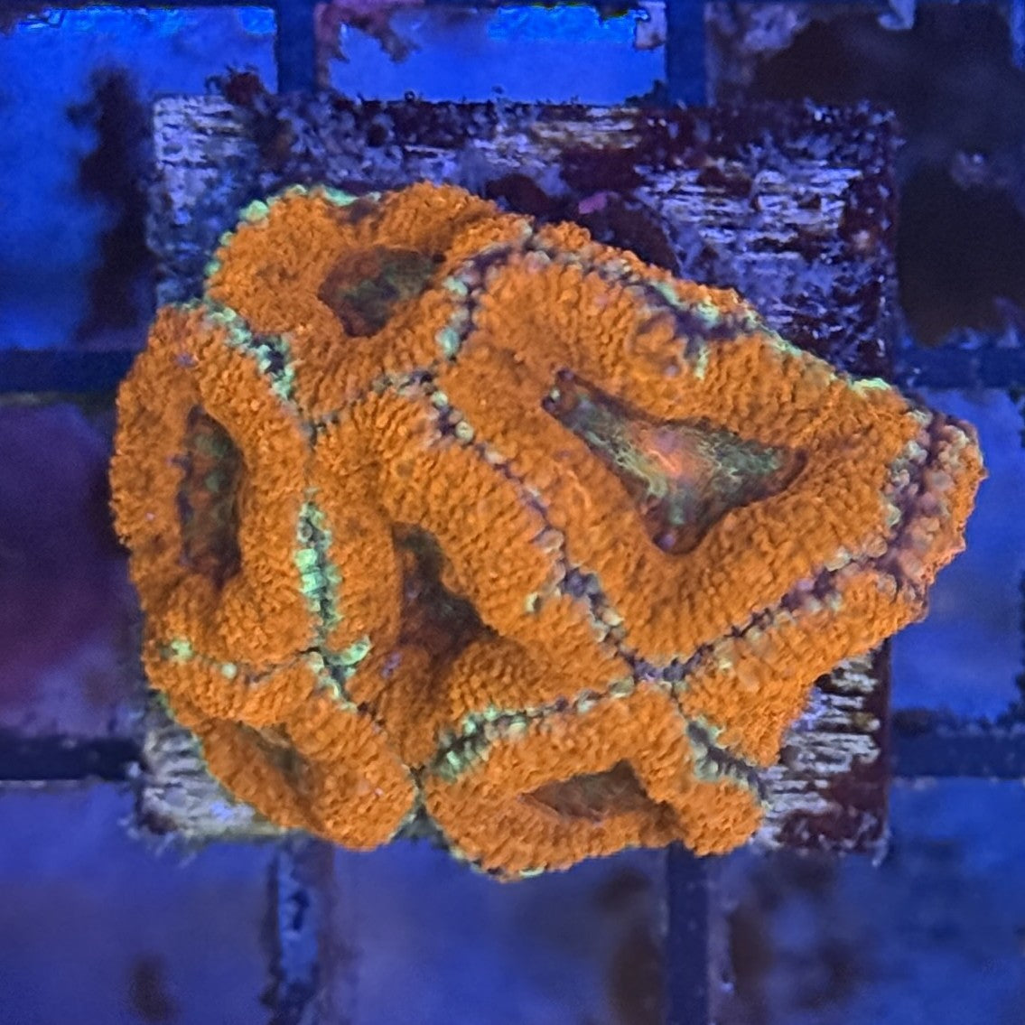 Ultra Acan ACF7