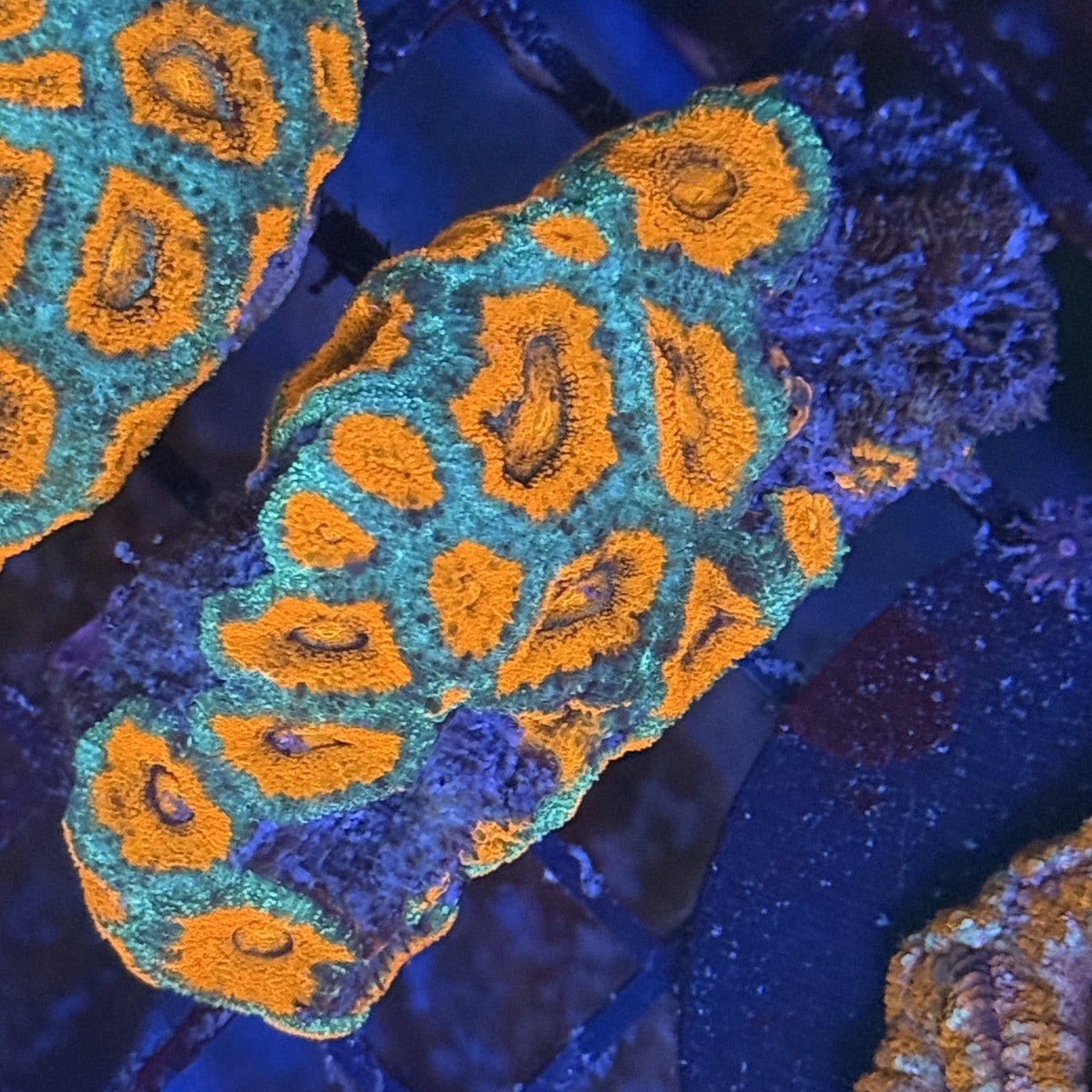 Ultra Acan ACF10