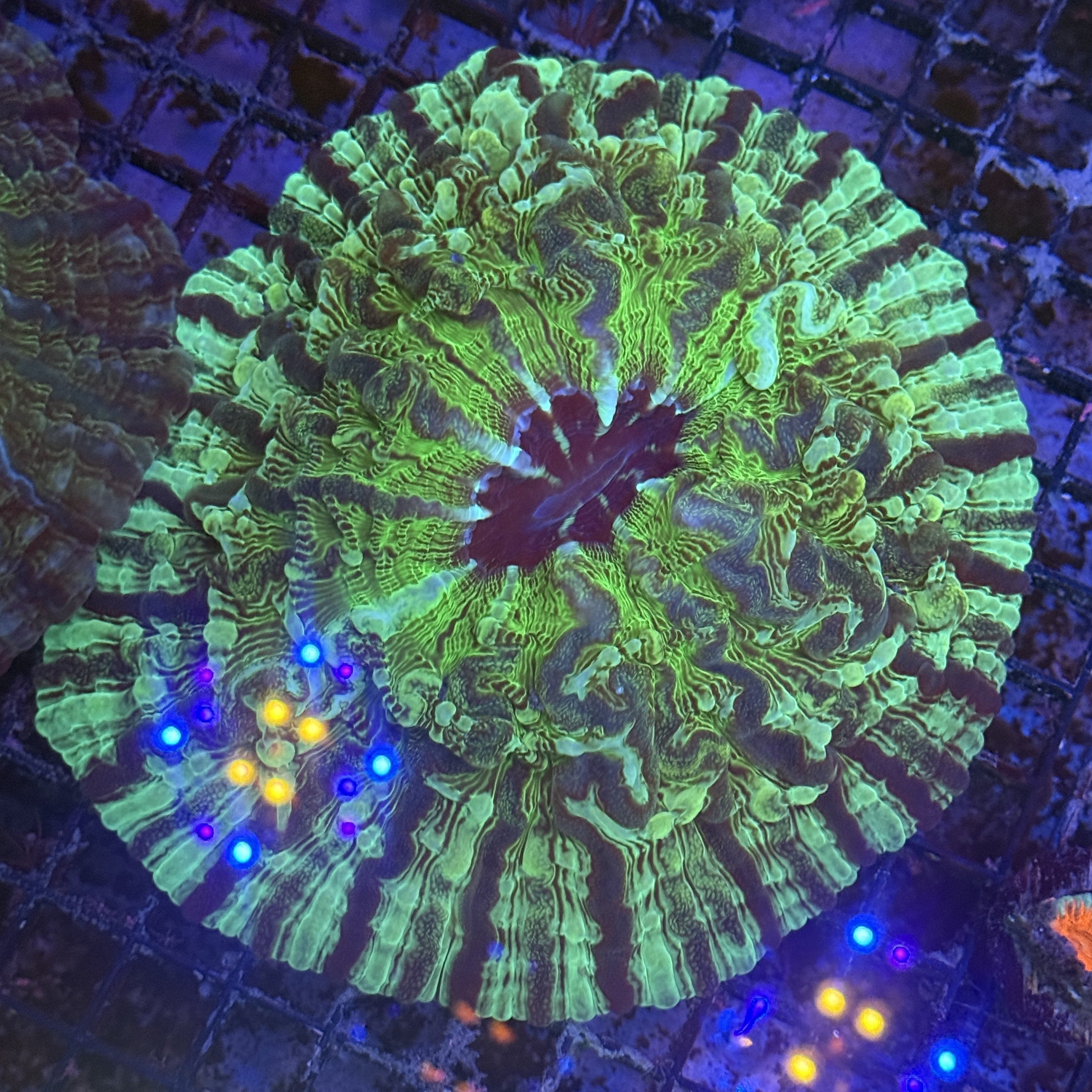 Lakeside Reefing Gorgeous Green Striped Indophyllia Coral Coral