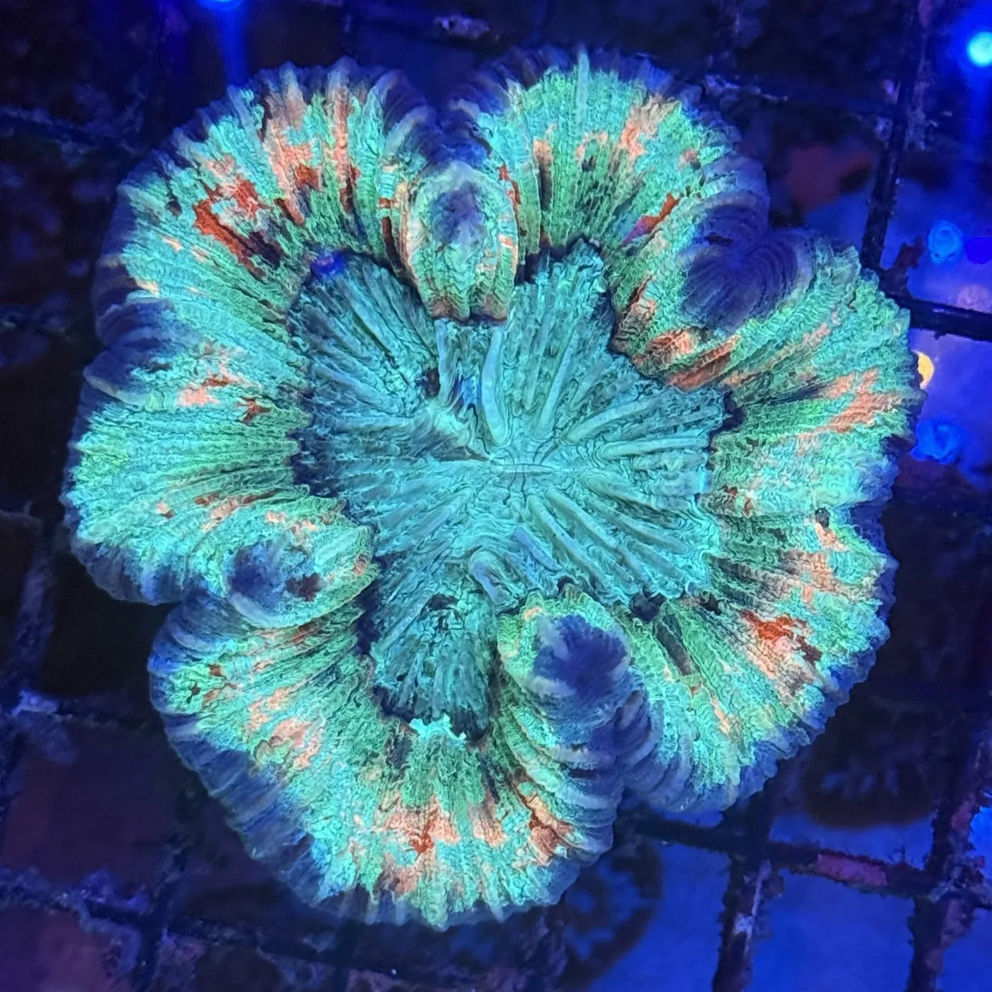 Watermelon Ultra Wellsophyllia Brain Coral
