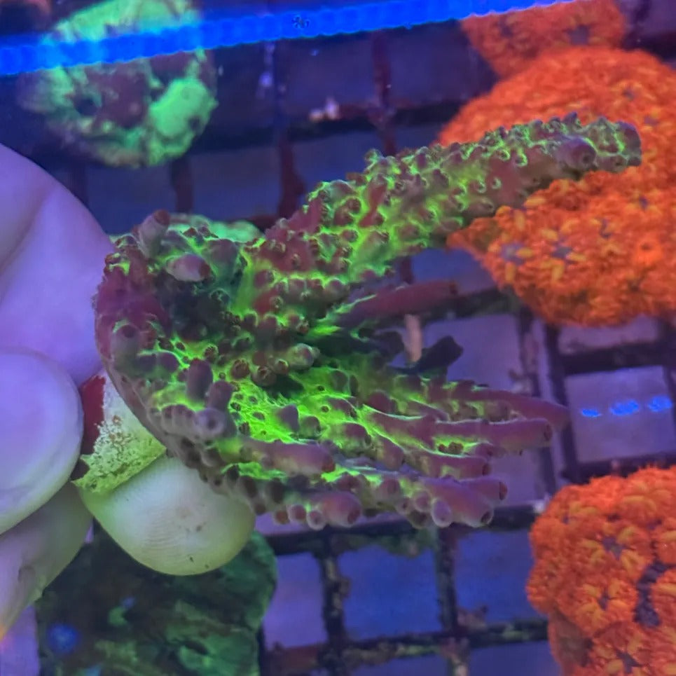 Miyagi Tort Acropora