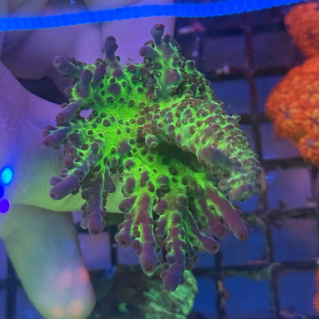 Miyagi Tort Acropora