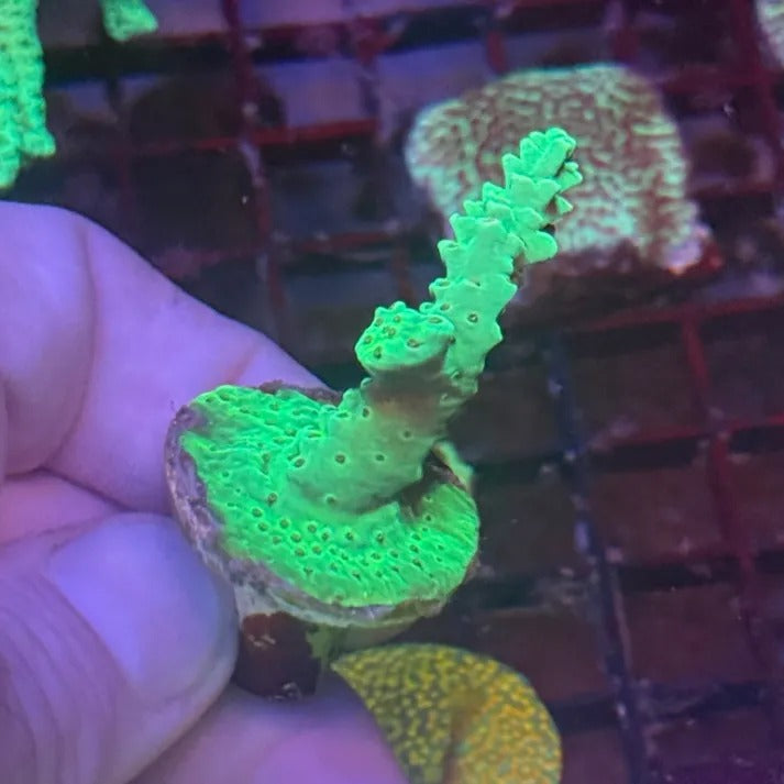 Green Goblin Anacropora