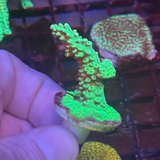 Green Goblin Anacropora