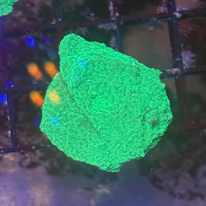 Green Montipora Cap GM1