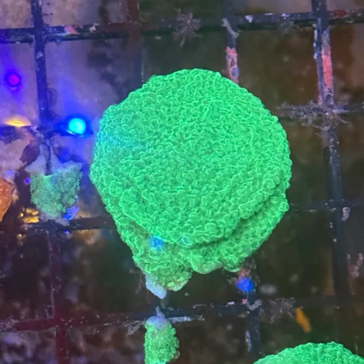 Green Montipora Cap GM3