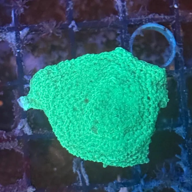 Green Montipora Cap GM5