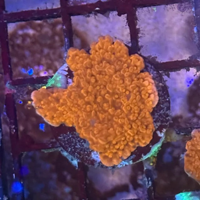 Red Montipora Cap RM1