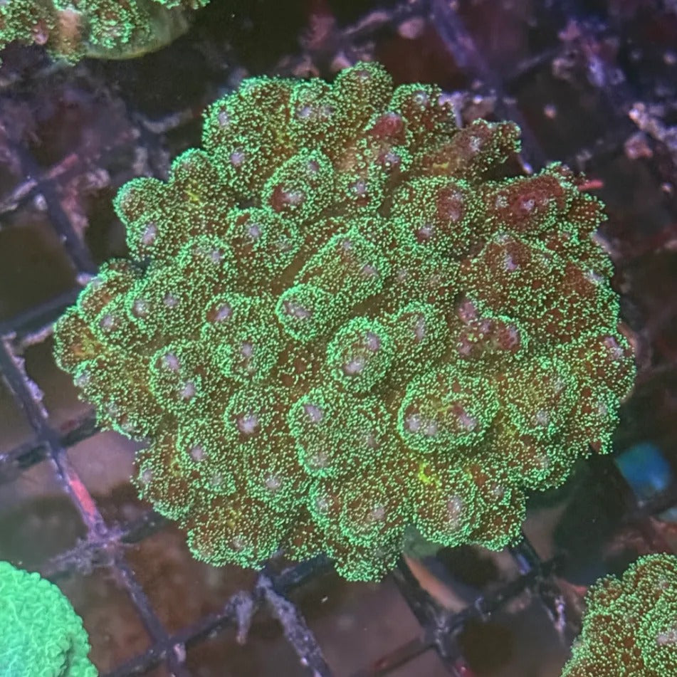 Green and Blue Fuzzy Pocillopora PC2