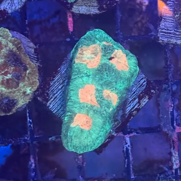 Orange Eyes Green Favia OE3