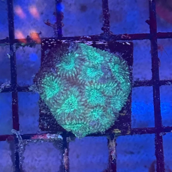 Green on Green Favia GG1