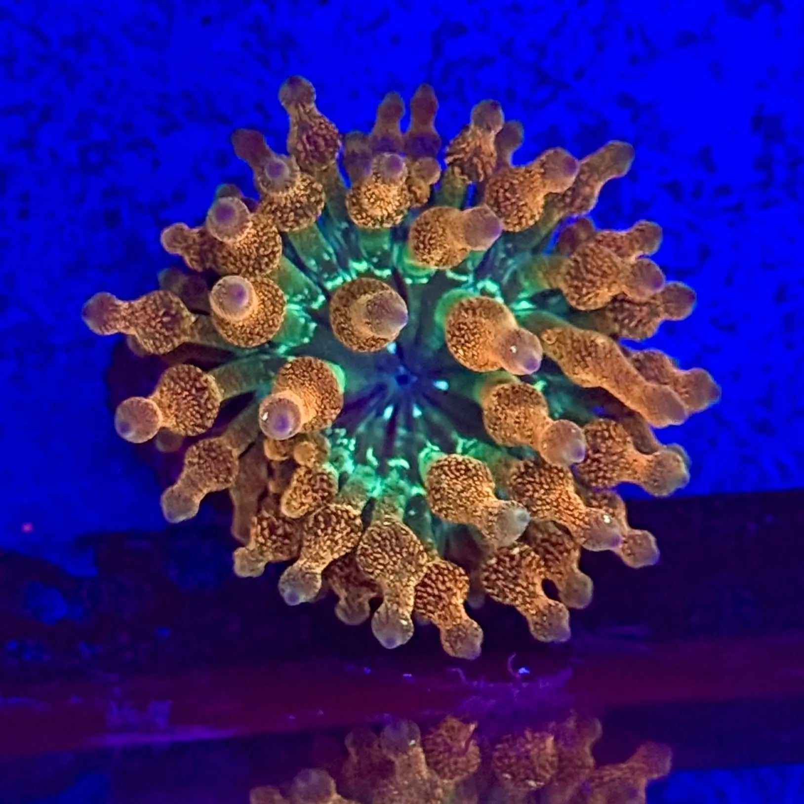 Ultra Rose Acid Speckled Bubble Tip Anemone