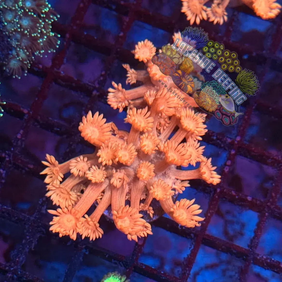 Orange Tangerine Goni Coral Frag Lakeside Reefing