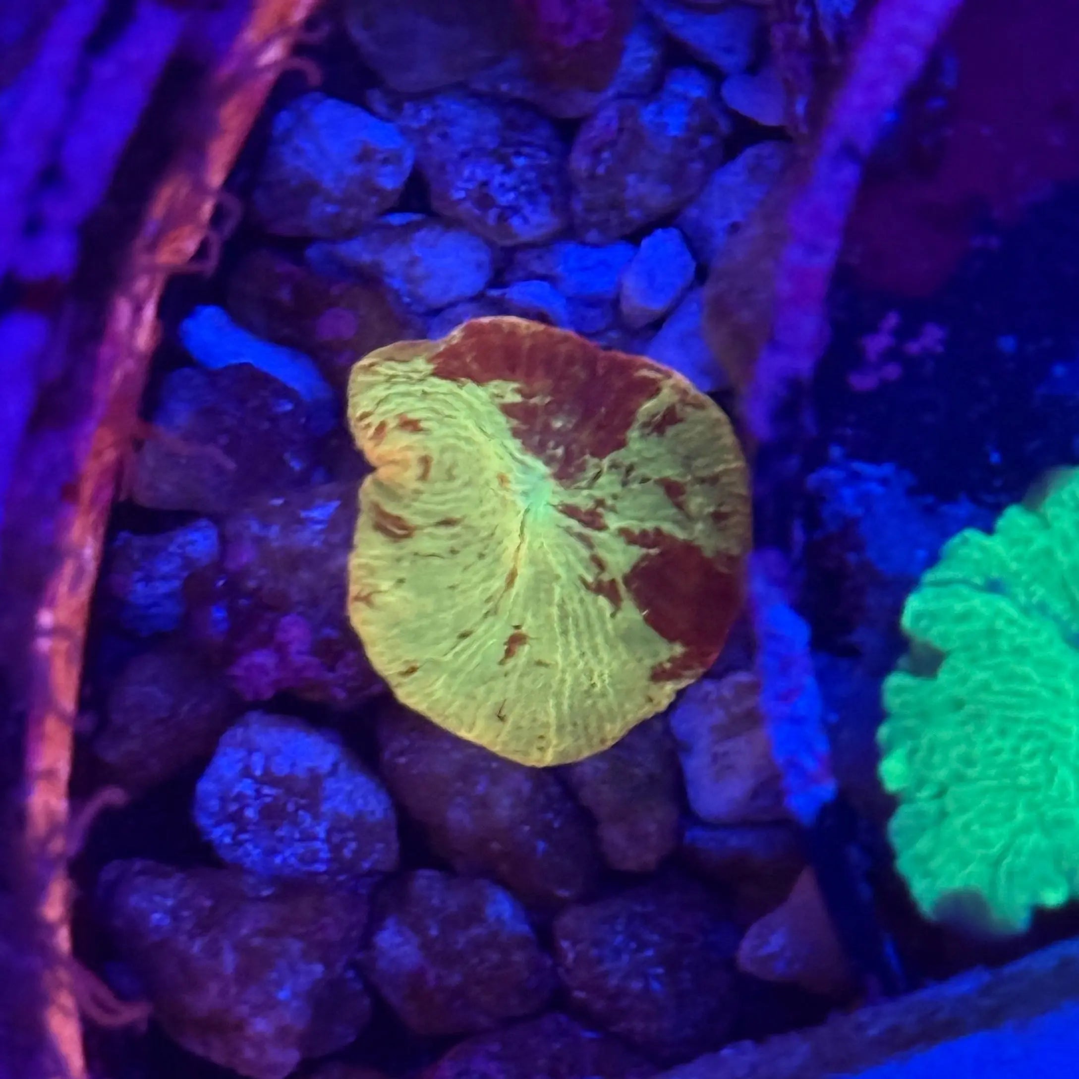 Jawbreaker Shroom Lakeside Reefing
