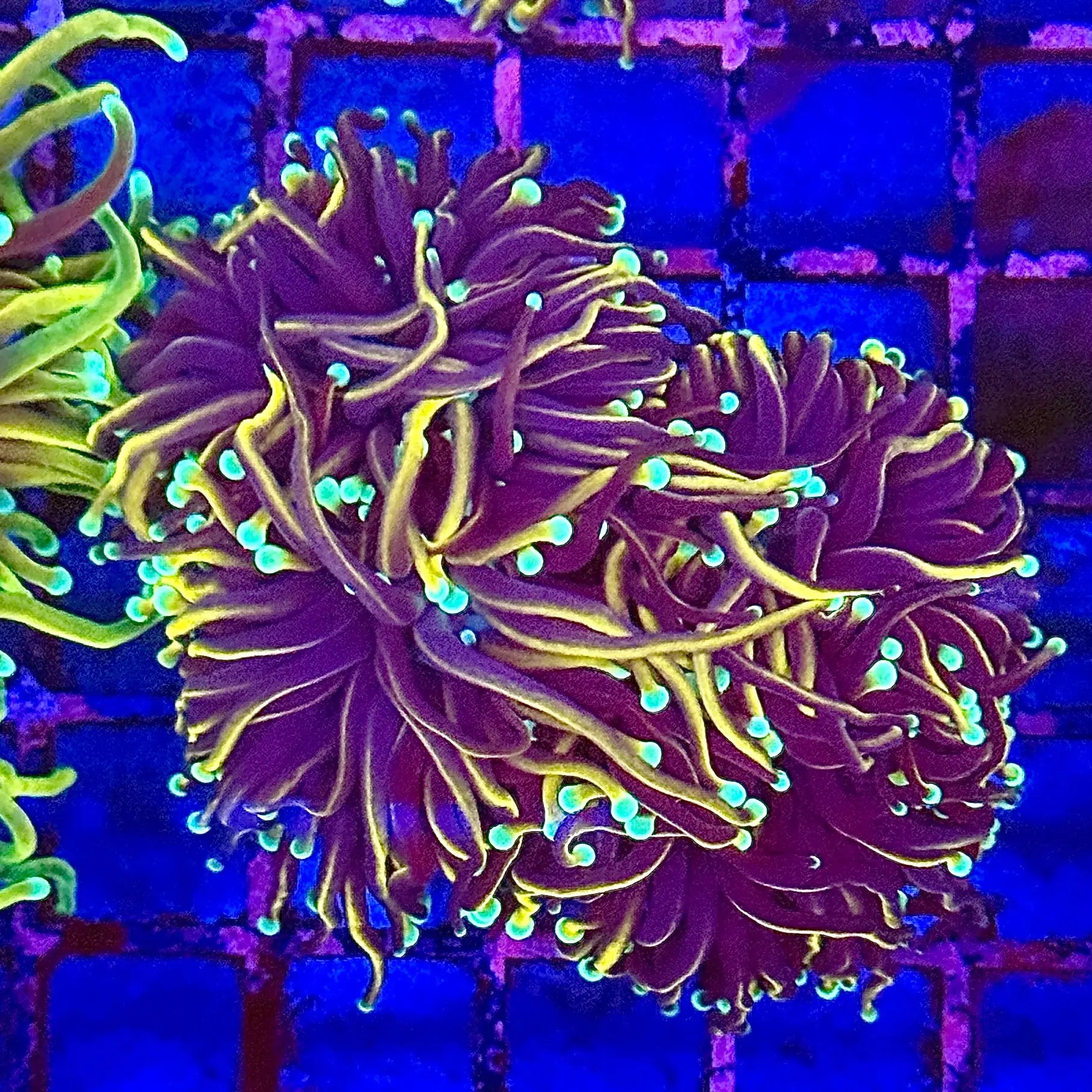 Jester Torch Coral R4B5