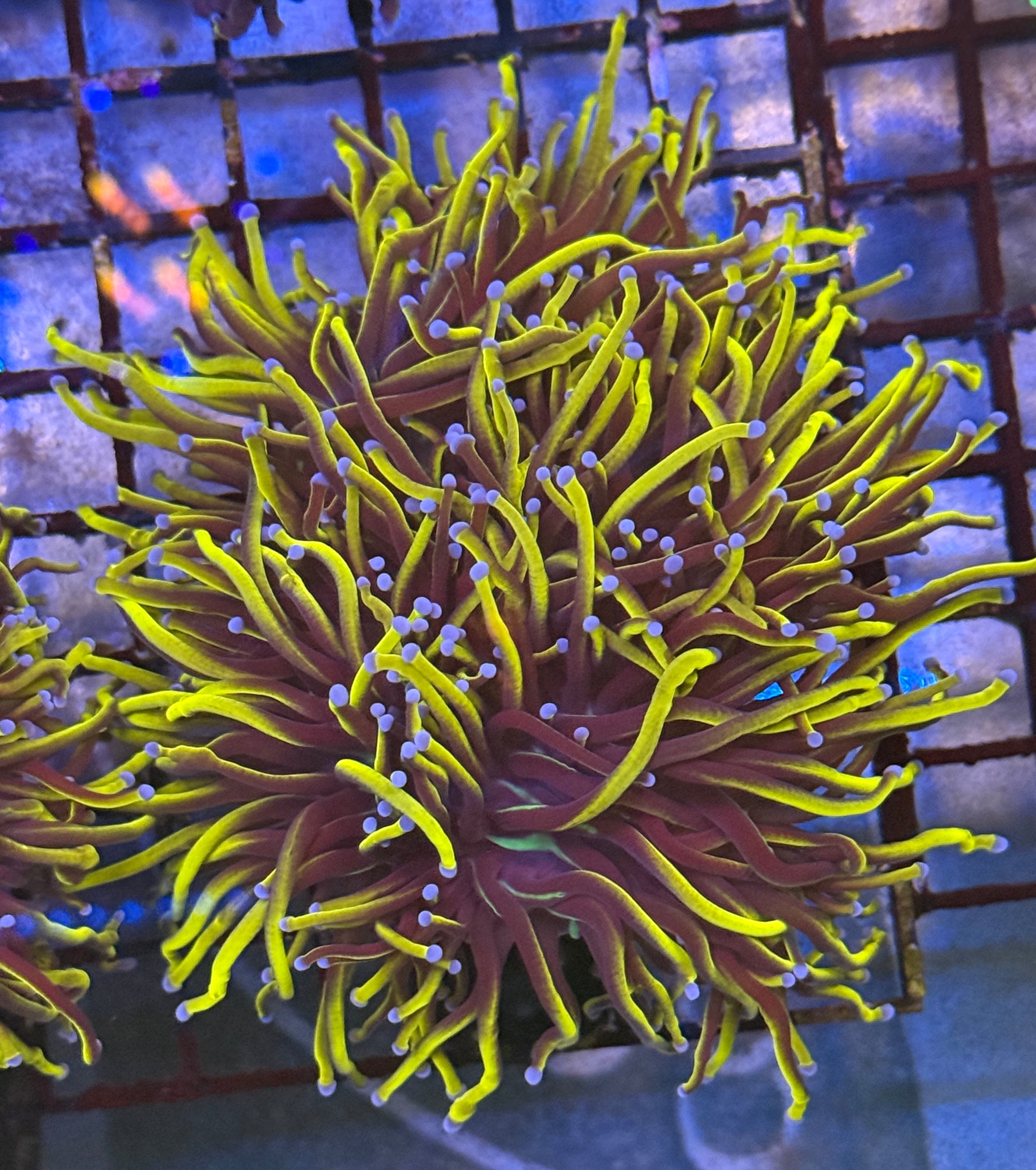 Ultra Gold NY Knicks Torch Coral R4C3