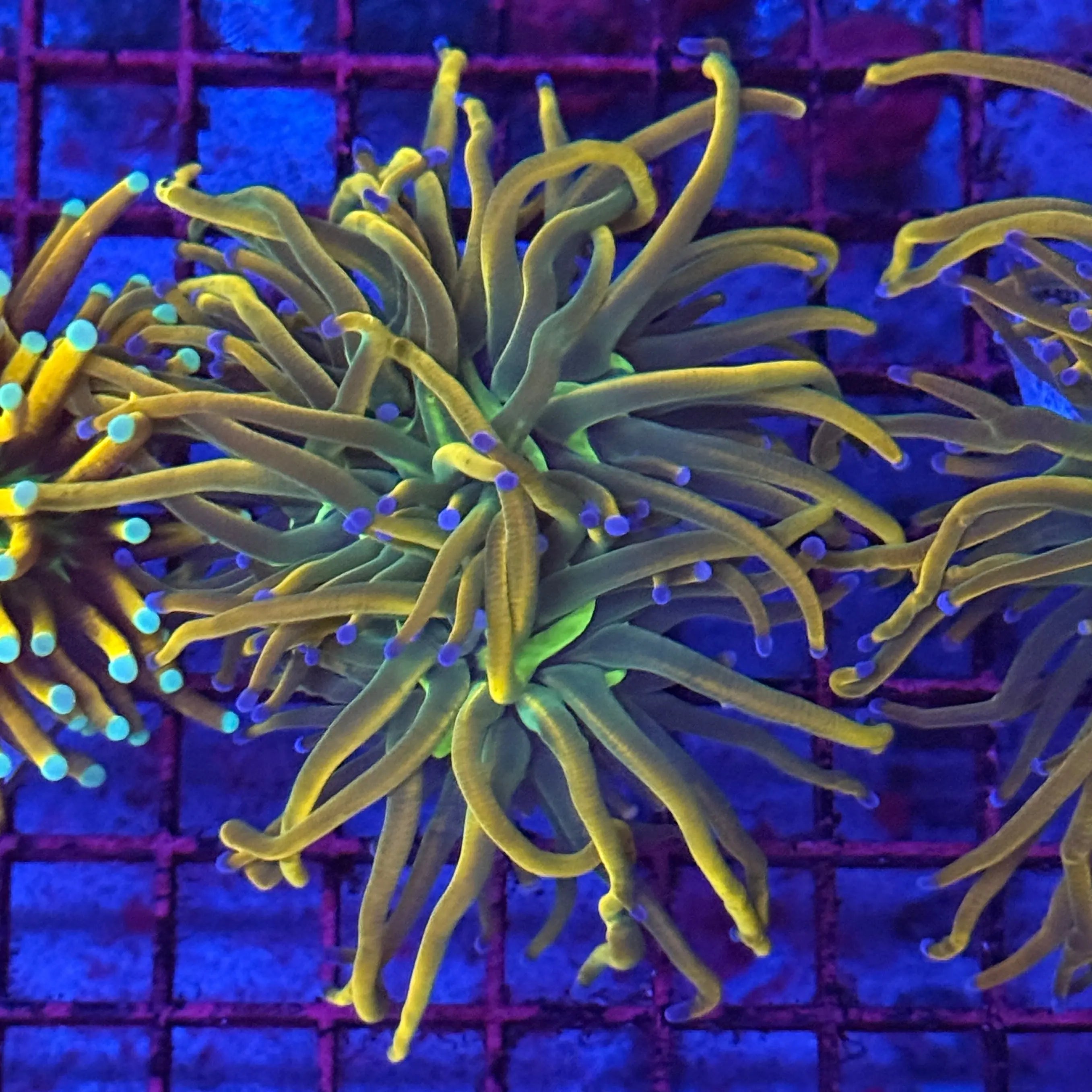 Ultra Dragon Tamer Torch Coral R4C6 Lakeside Reefing
