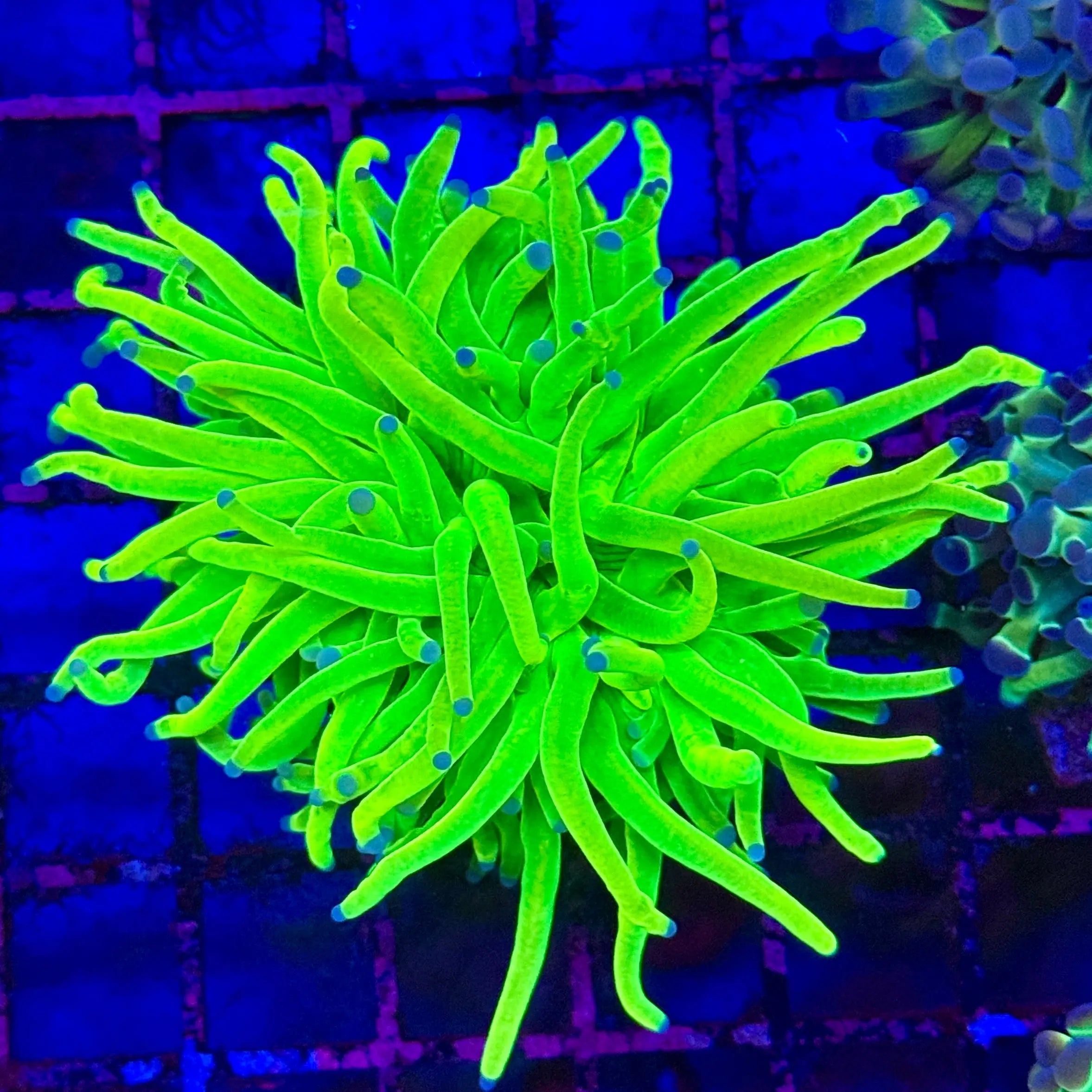 Blue Tip Holy Grail Torch R4A7