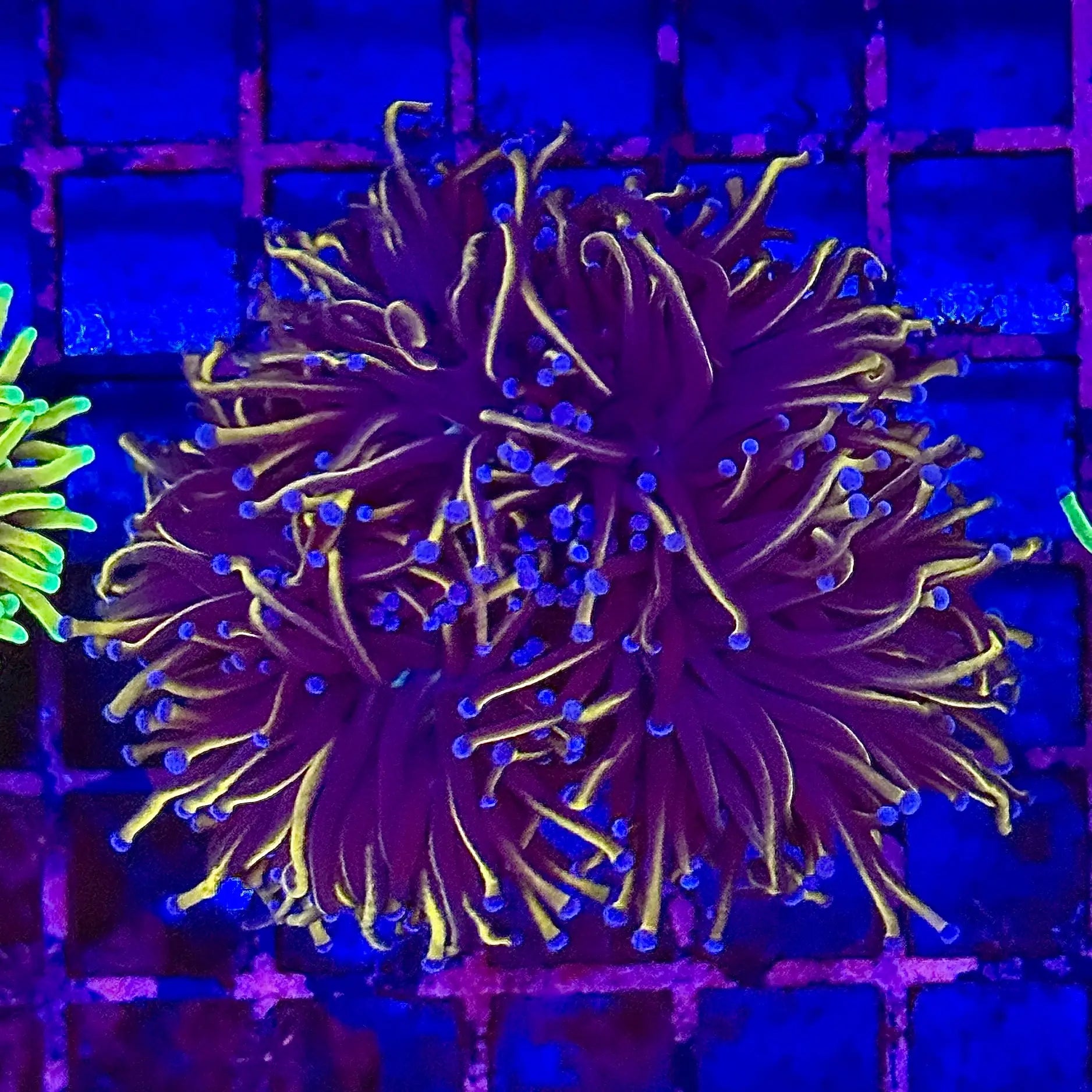 Gold Wolverine Torch Coral R4C4