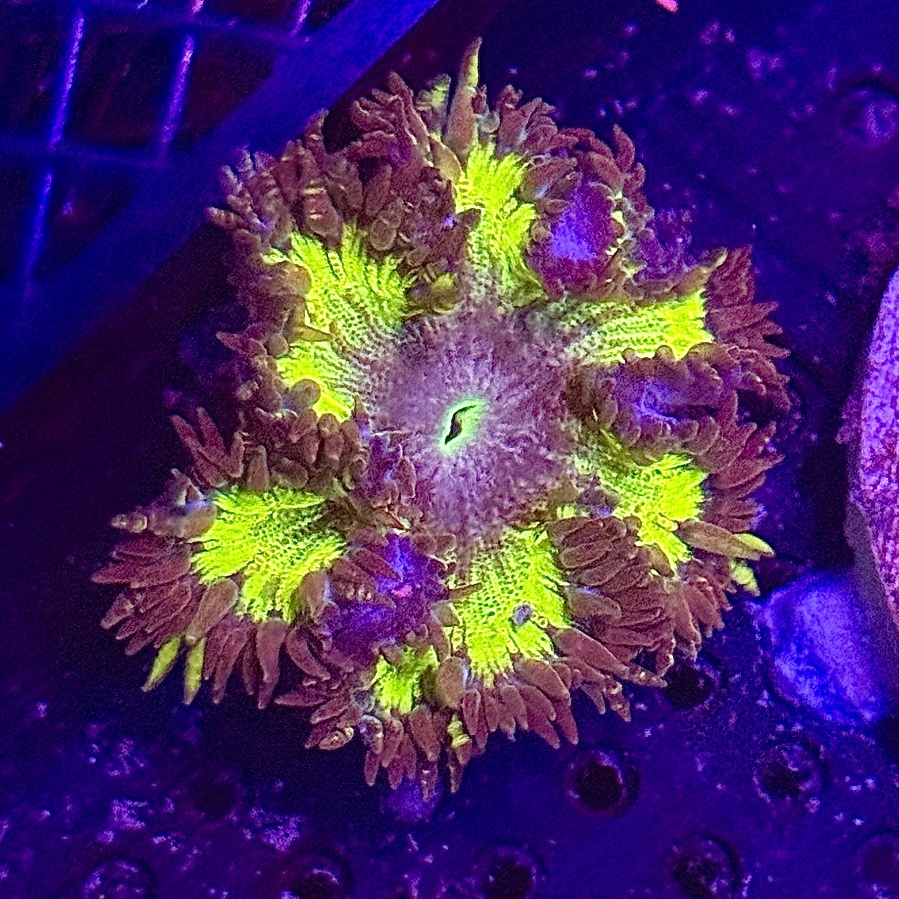 Purple and Lime Green Rock Flower Anemone