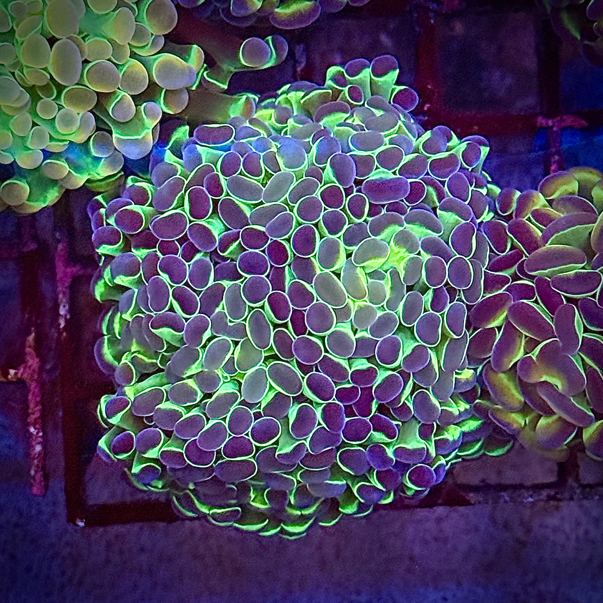 Hologram Hammer Coral R3A1