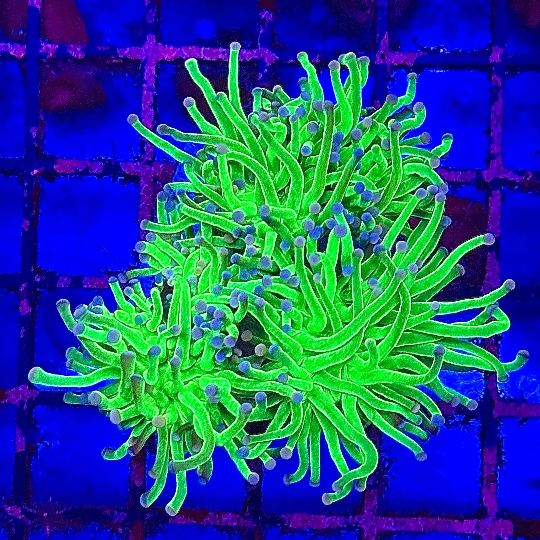 Cotton Candy Torch Coral R4A2