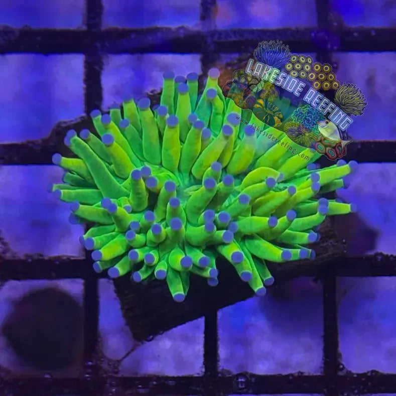 OG Holy Grail Torch Coral R2B Lakeside Reefing