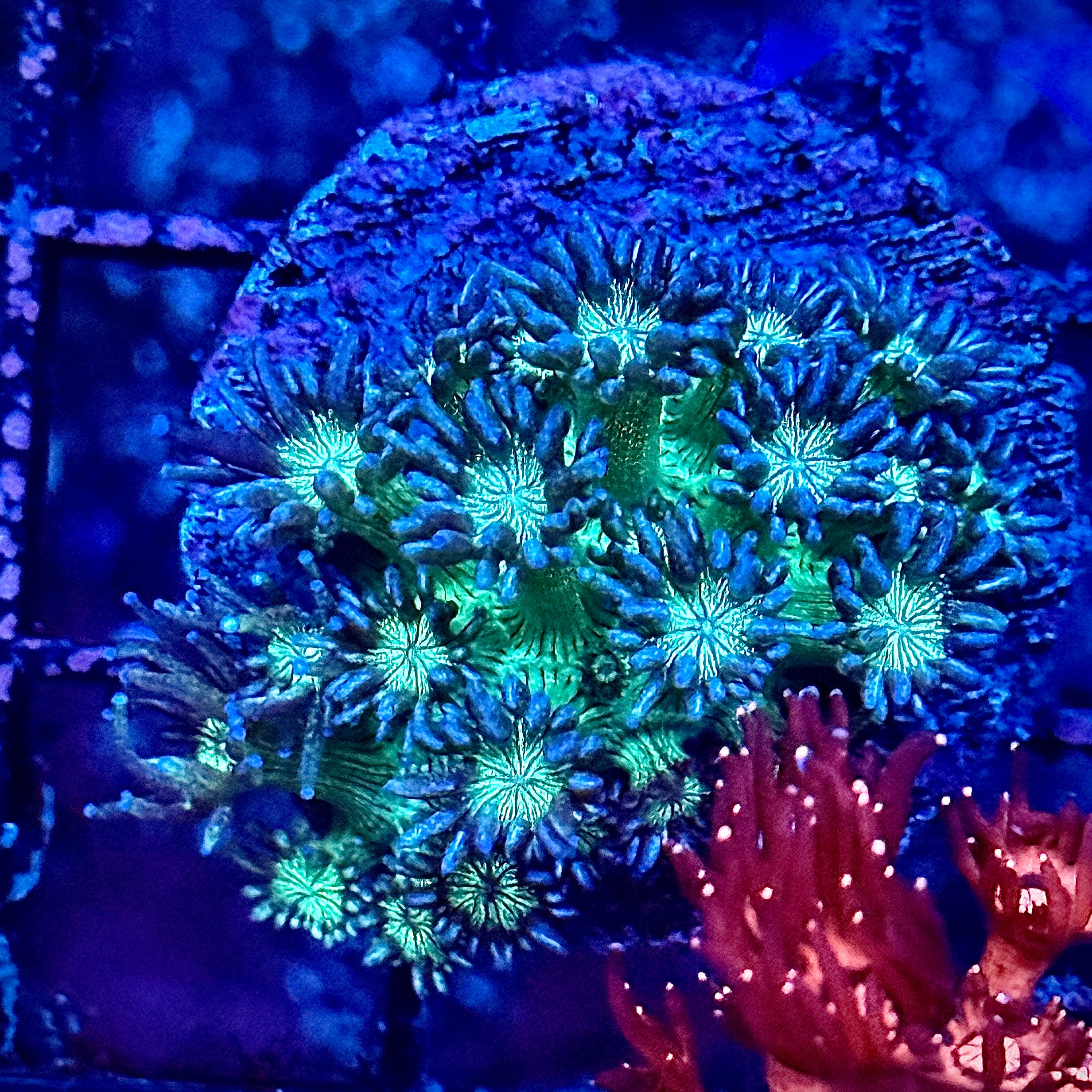 Glitter Goni Coral Frag