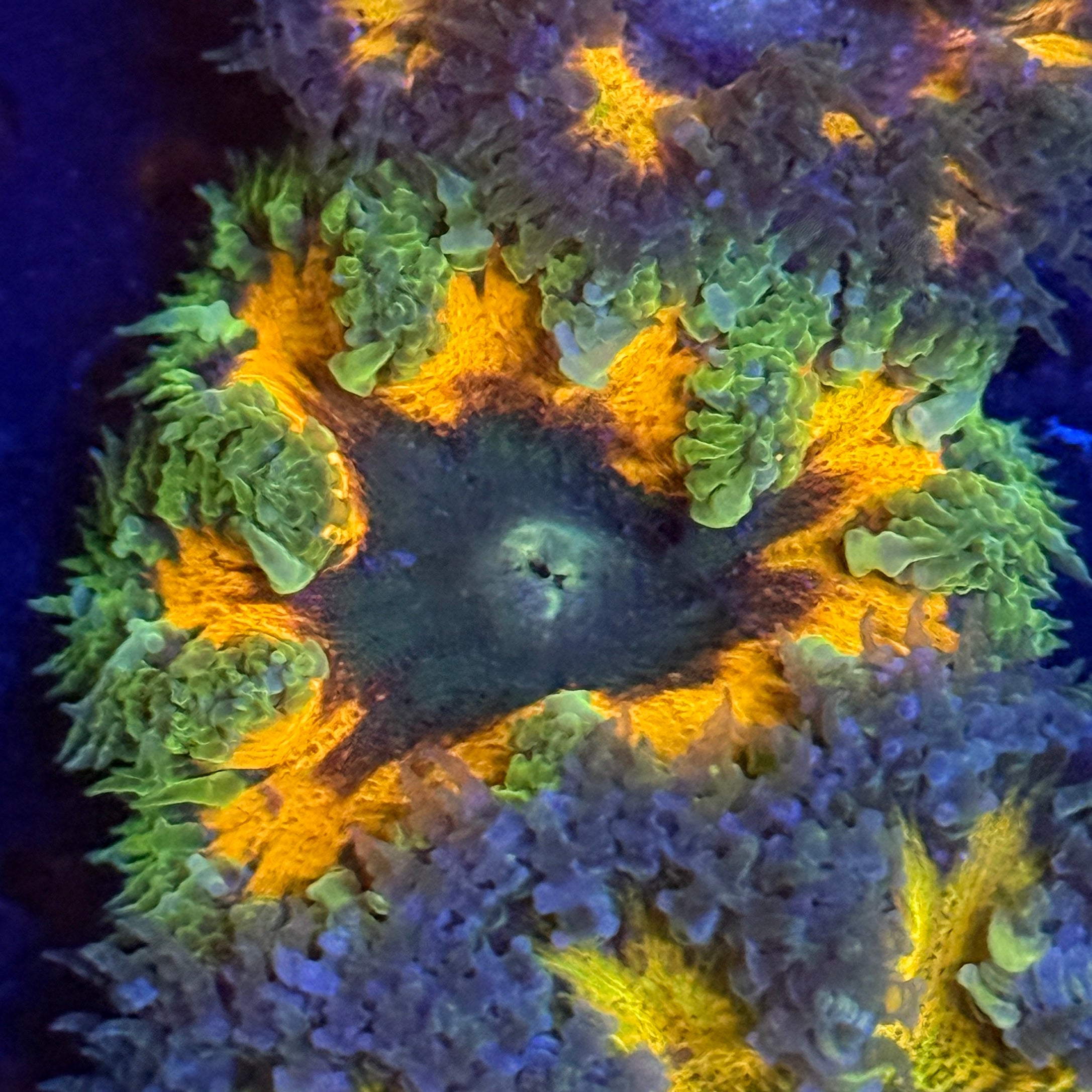 Green and Orange Rock Flower Anemone