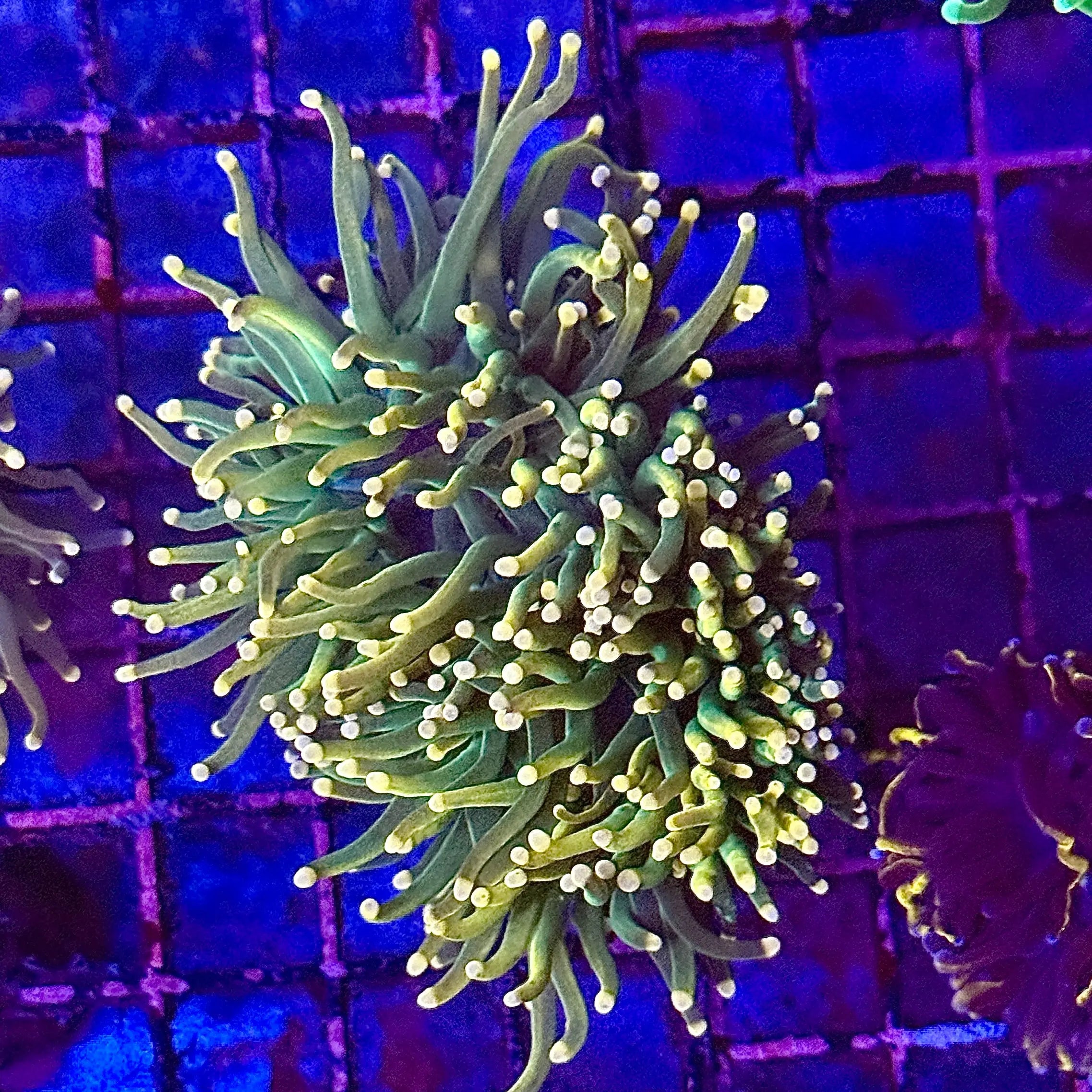 Deep Green Torch Coral R5E6