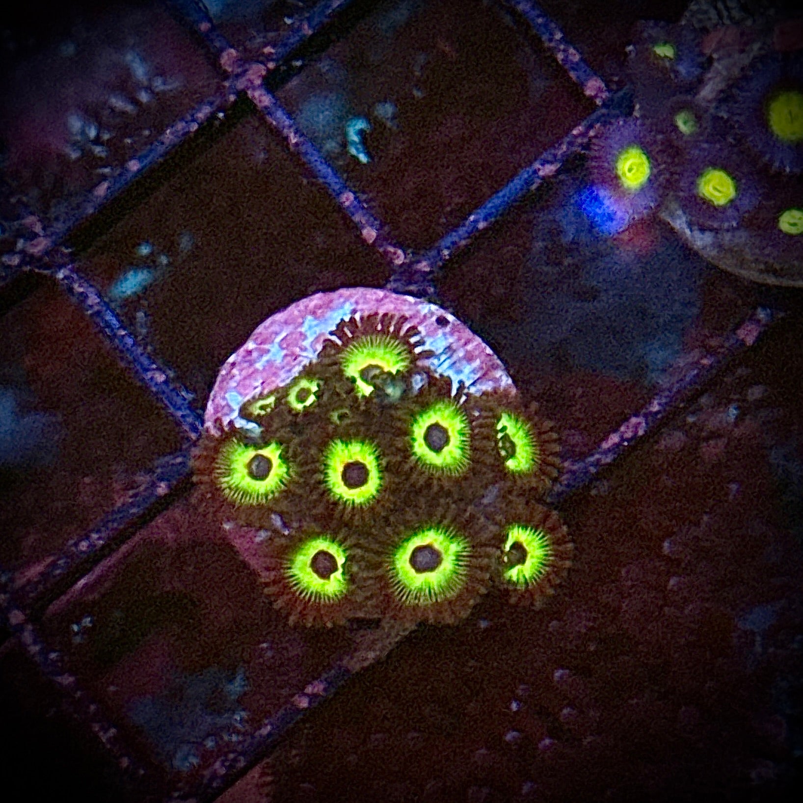 ACI Bob Marley Zoanthids