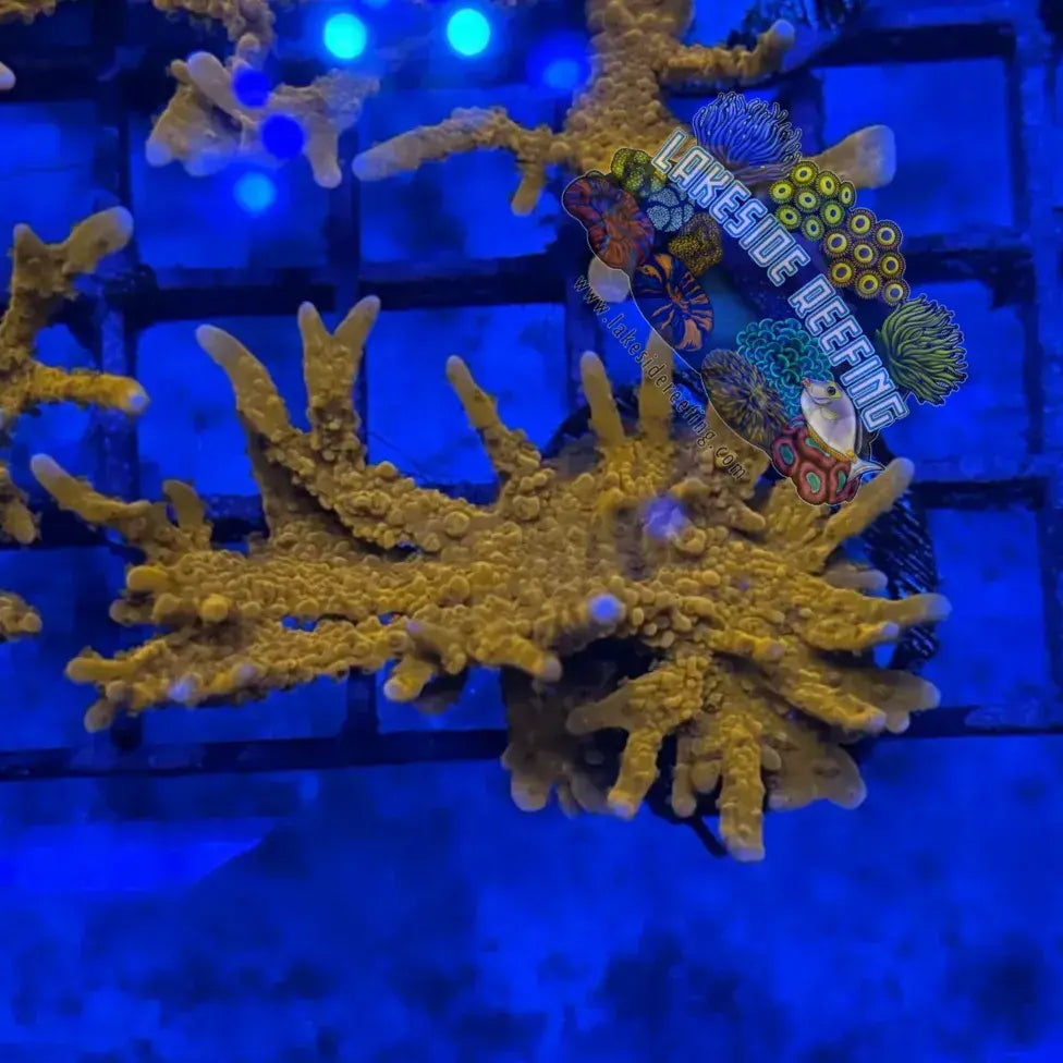 ACI Manila Spy Montipora Lakeside Reefing