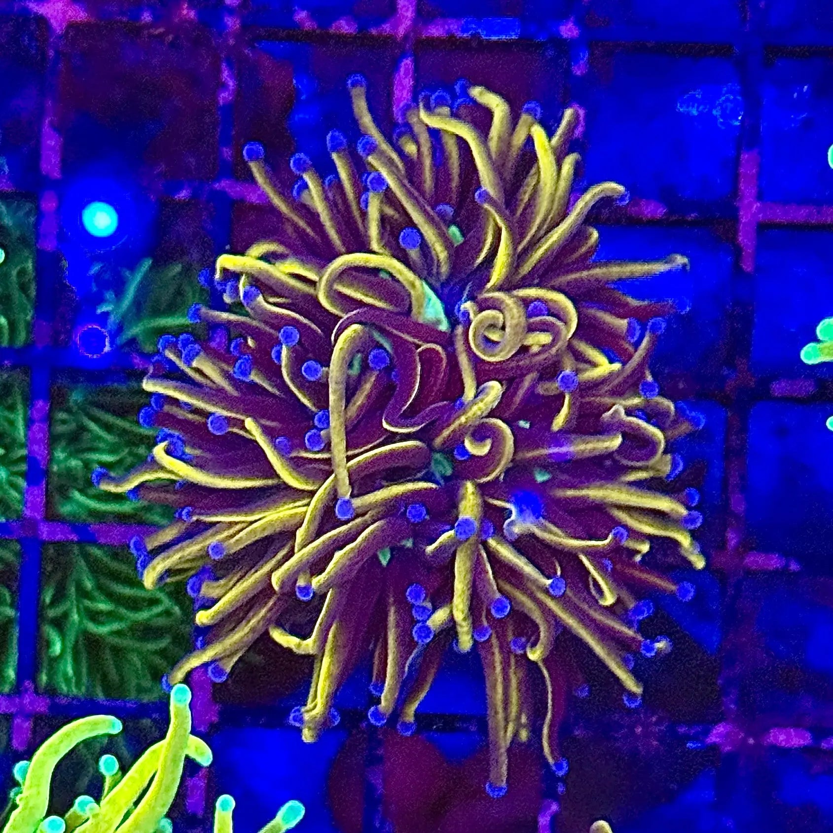 Gold NY Knicks Torch Coral R4C3