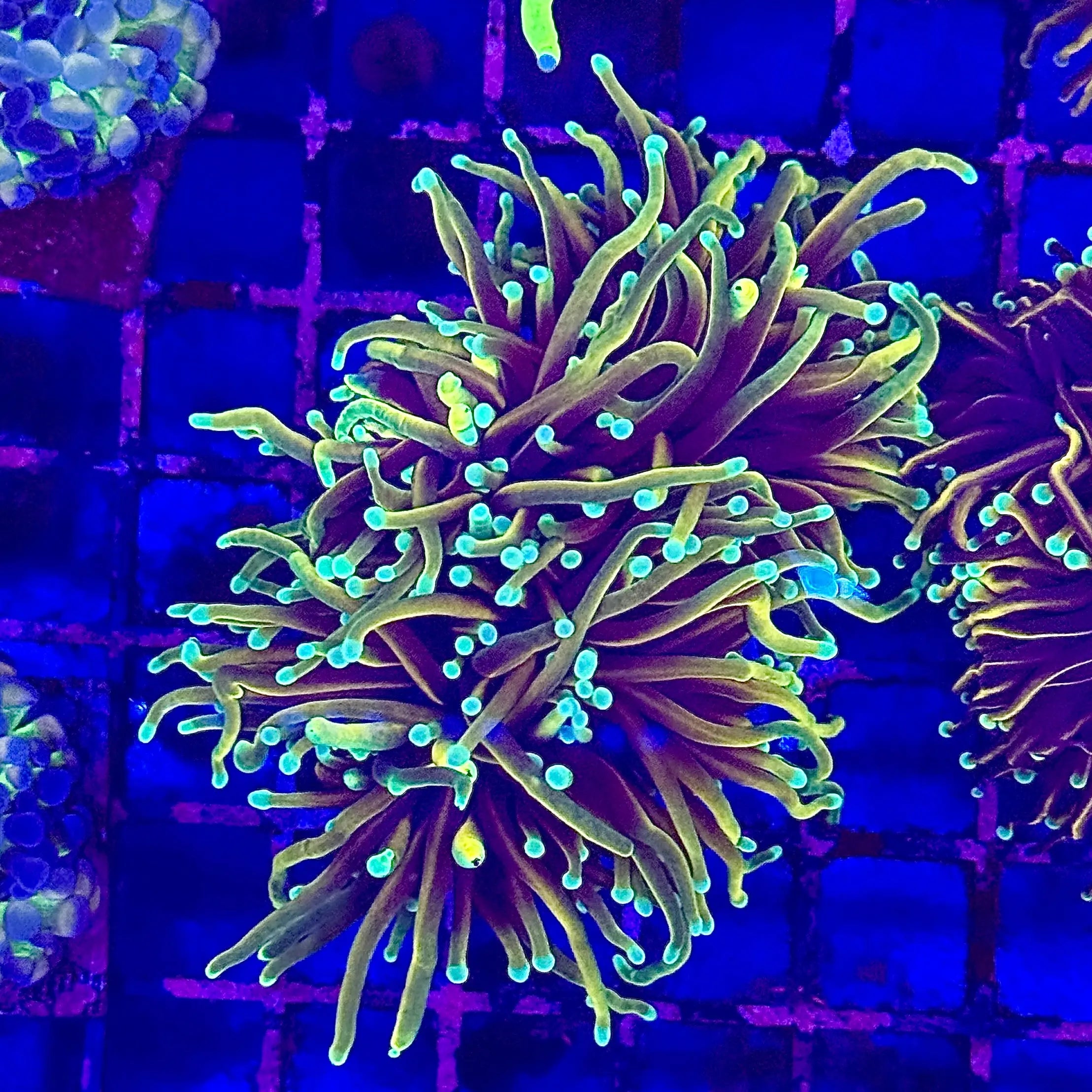 Jester Torch Coral R4A5