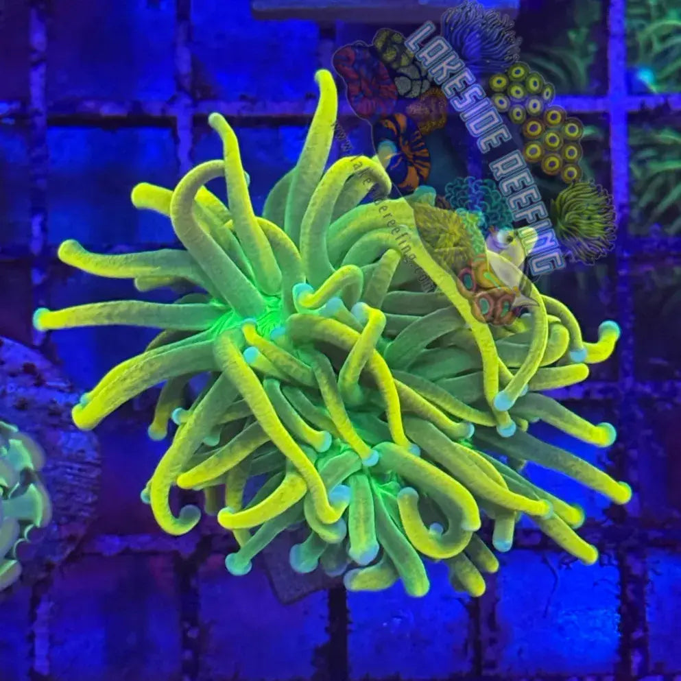 Banana Grail Torch Coral R2A1