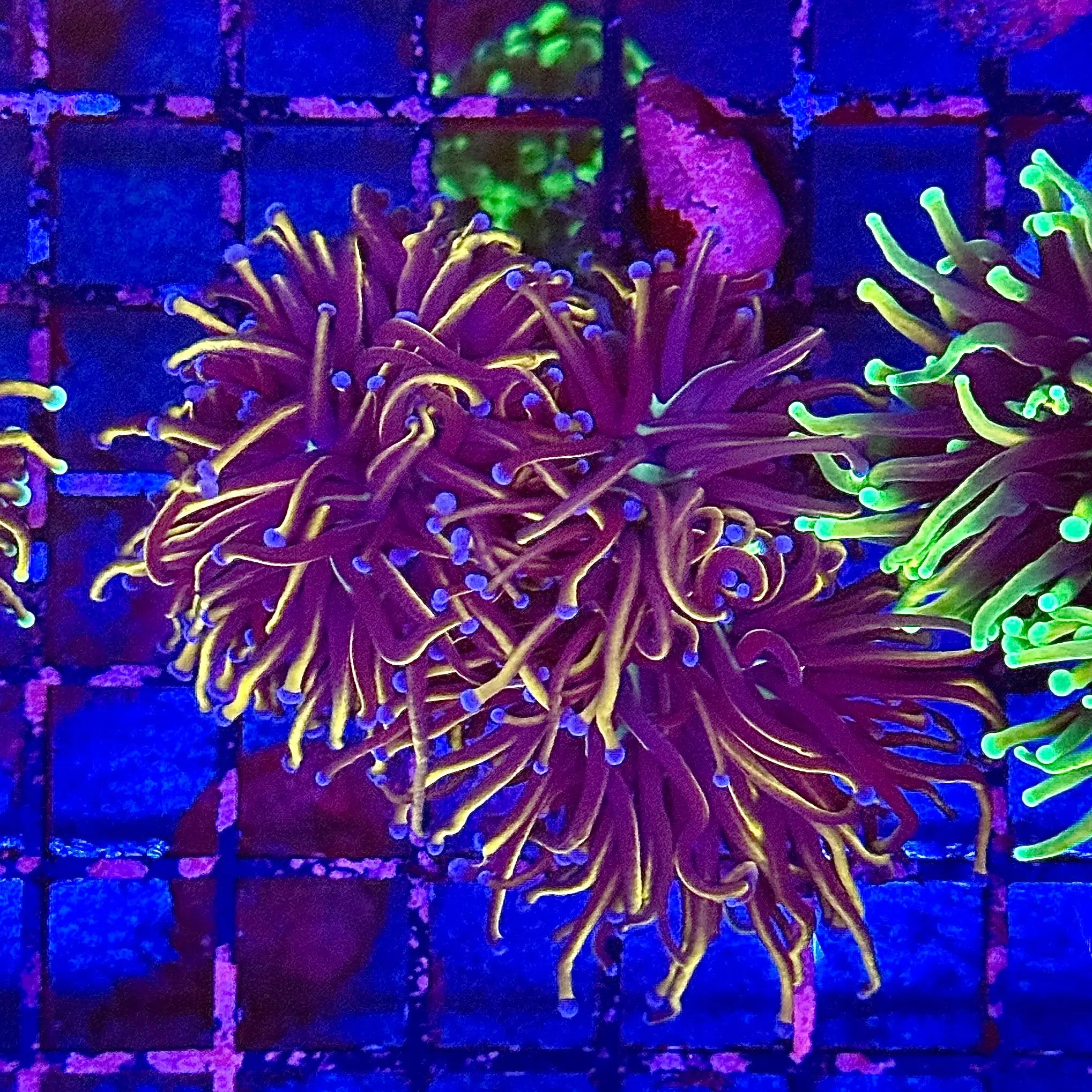 Gold NY Knicks Torch Coral R4C6