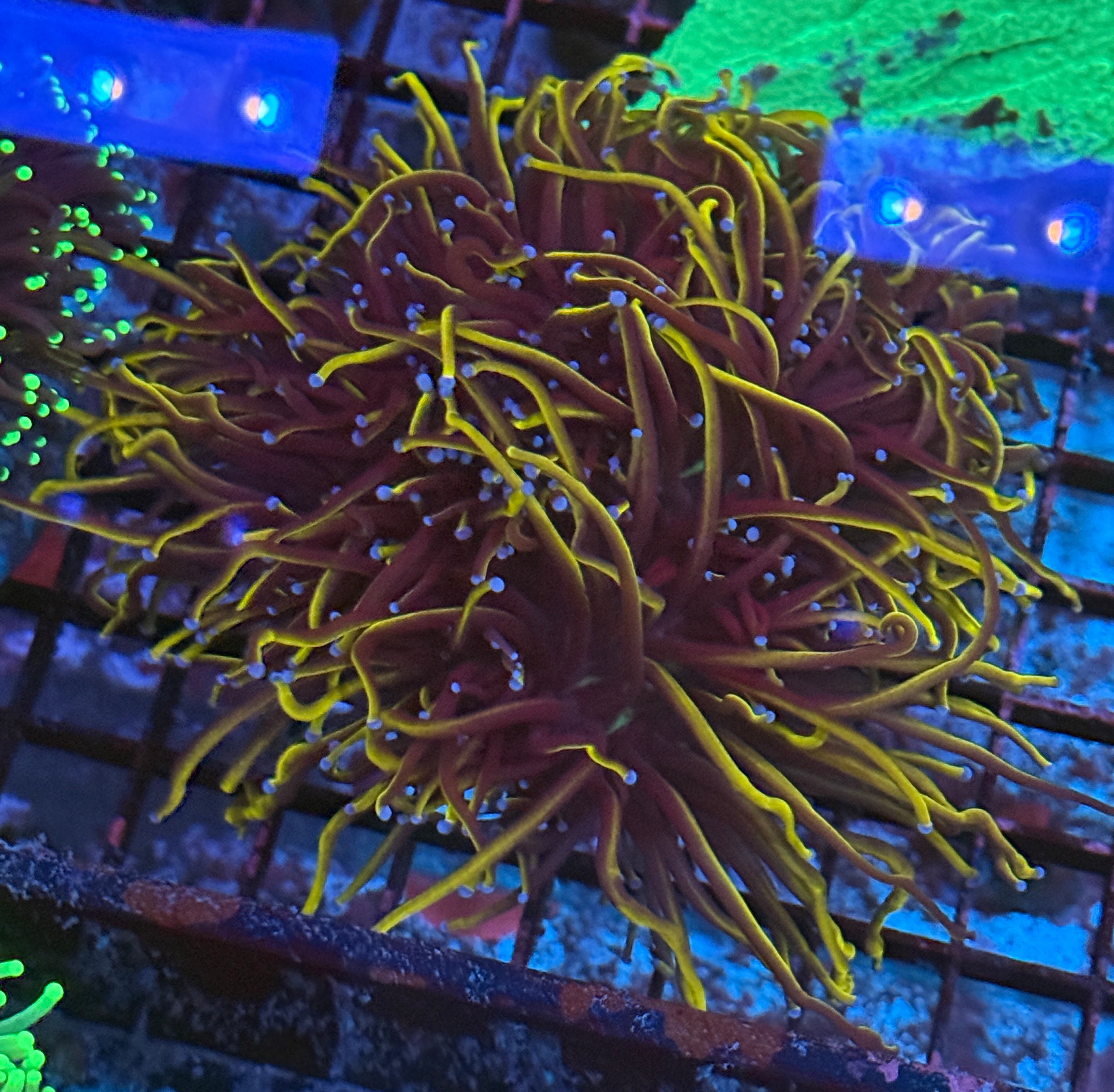Large Wolverine Torch Coral T1B1