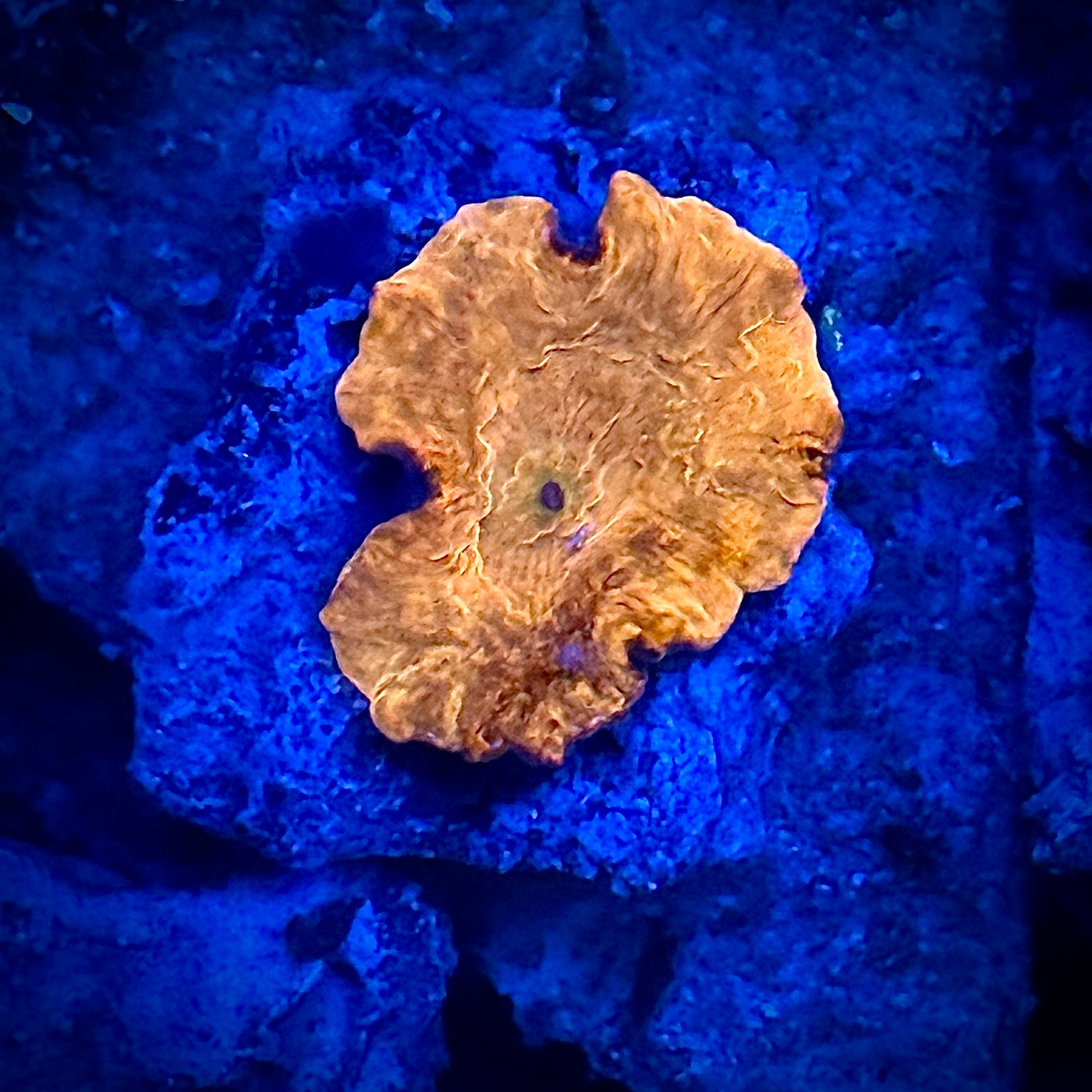 Red and Gold Jawbreaker Deadpool Type Shroom