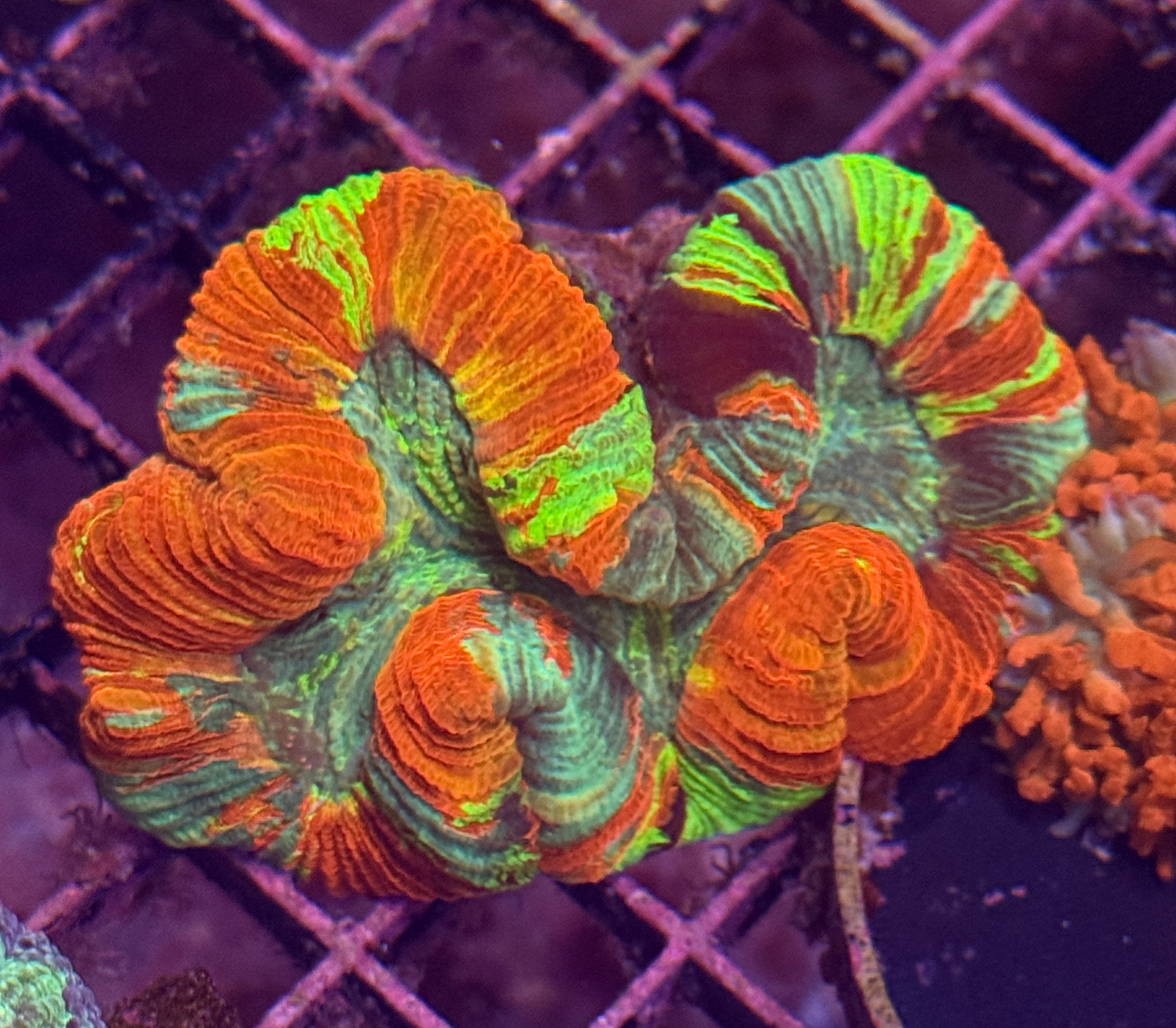 Ultra Rainbow Aussie Trachy