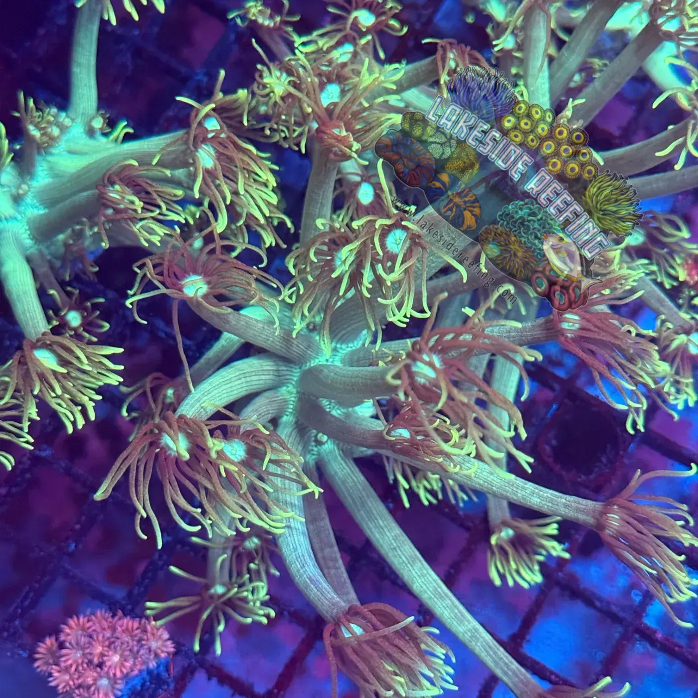 Mint Green Goni Coral Frag Lakeside Reefing