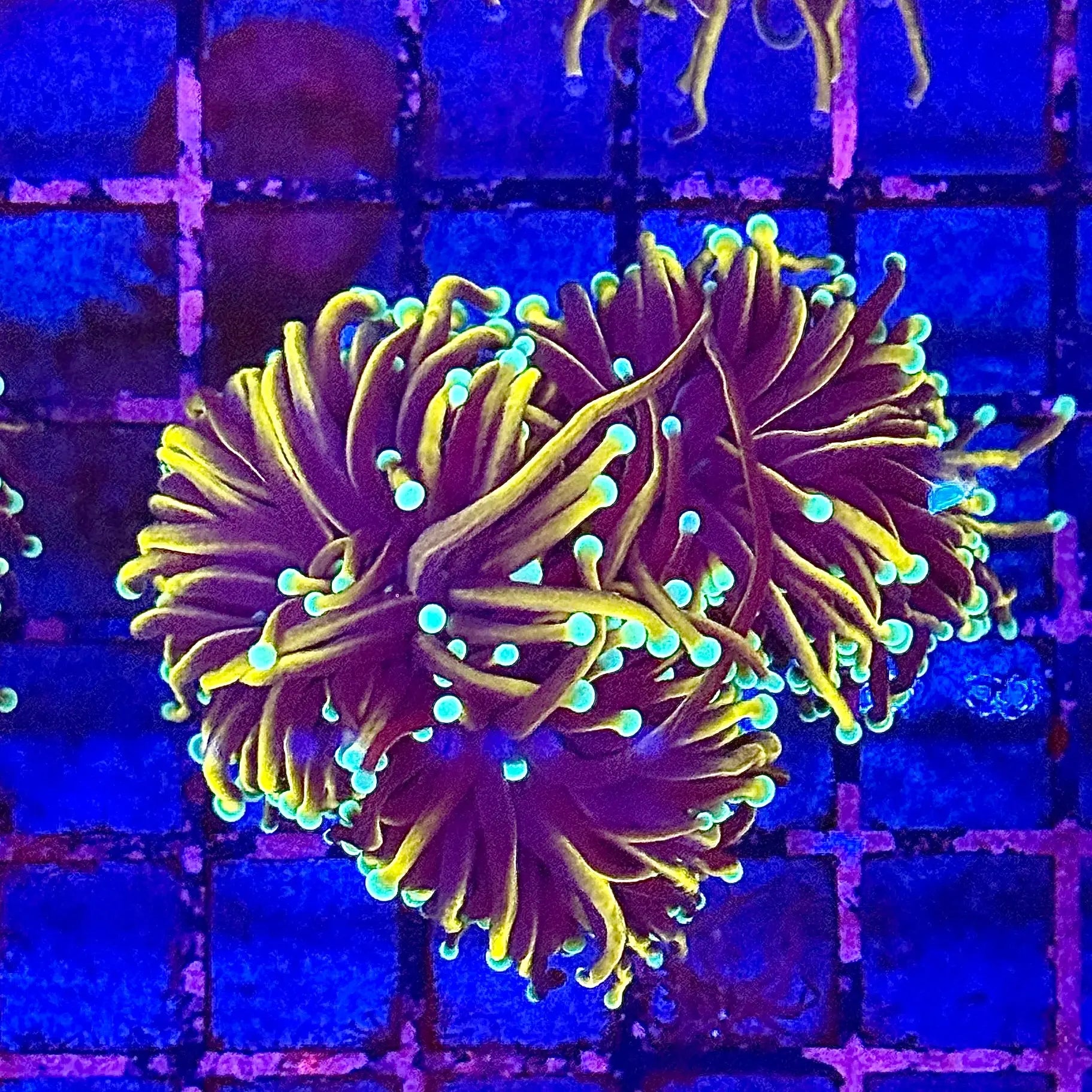 Jester Torch Coral R4C5