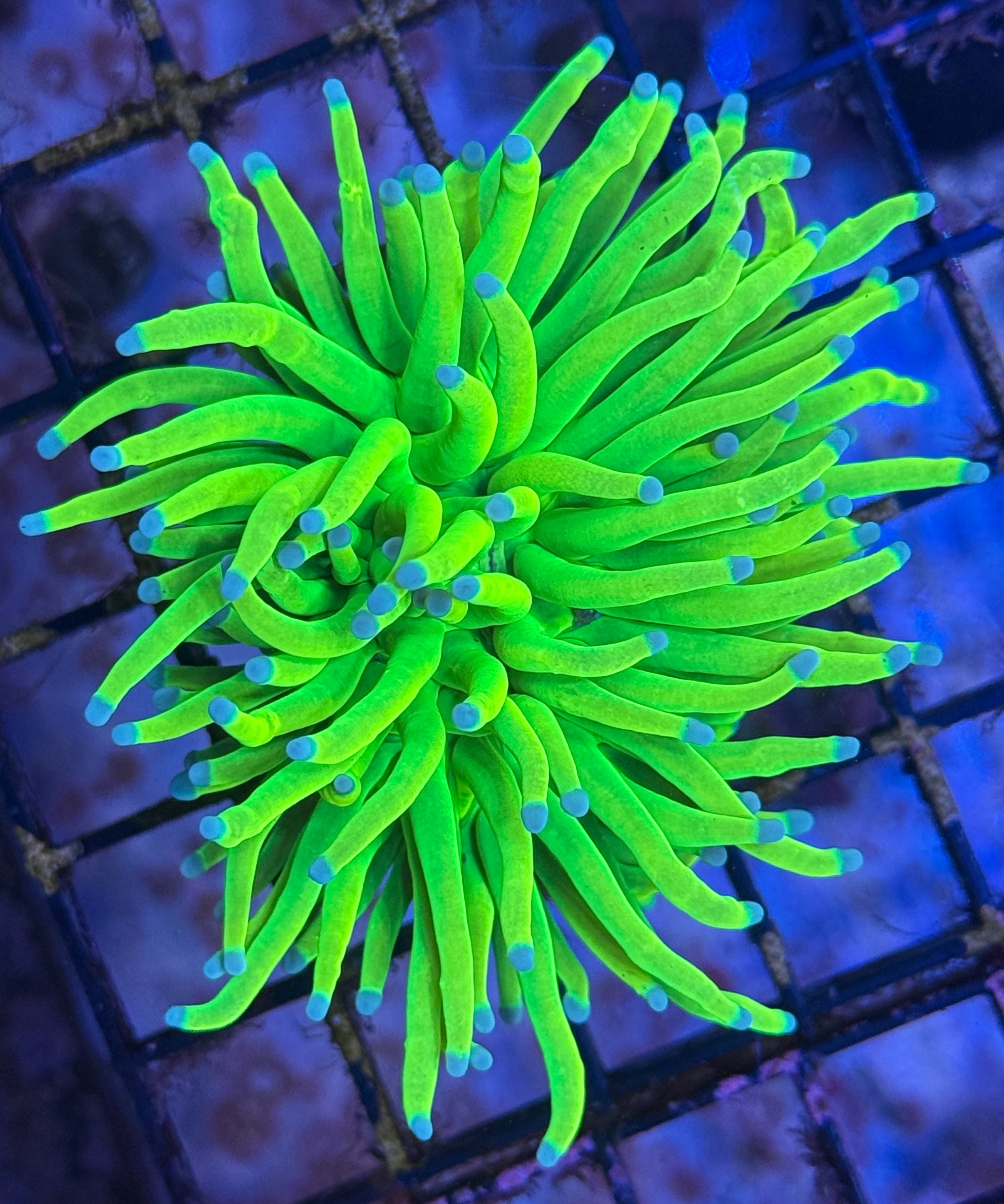 Indo OG Holy Grail Torch Coral R3D1