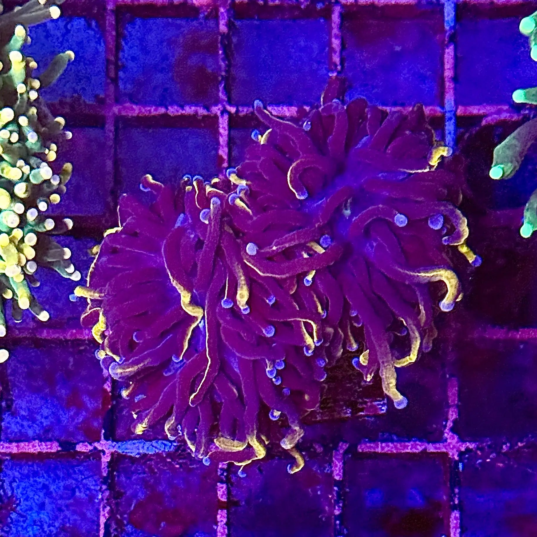 Wolverine Torch Coral R6A6