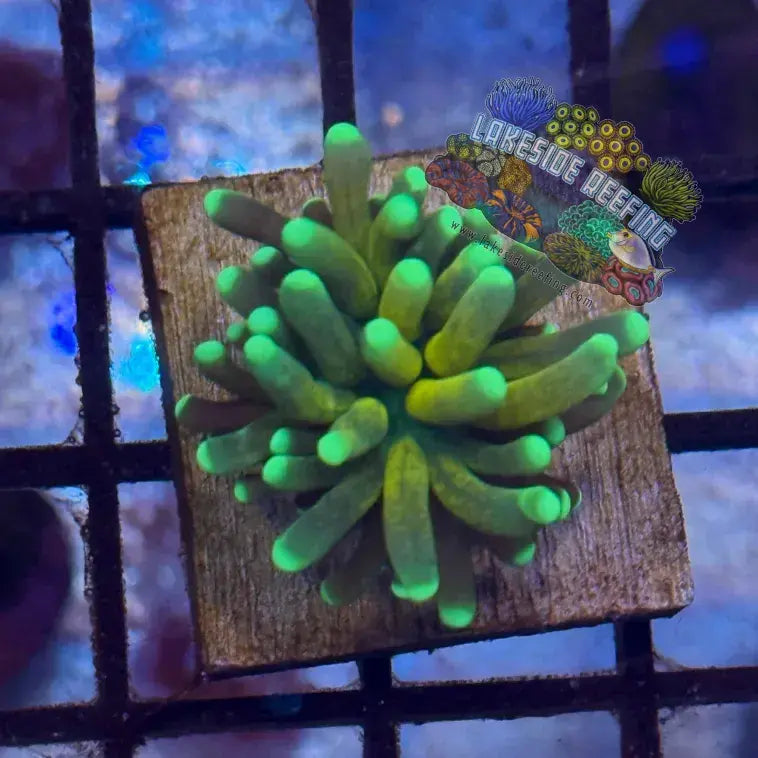 Branching Splitting Tiger Torch Coral R3C Lakeside Reefing