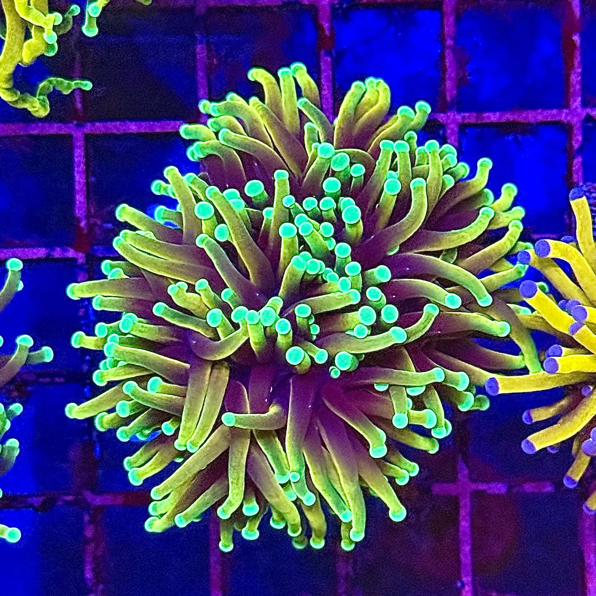 Hellfire Torch Coral R5C1