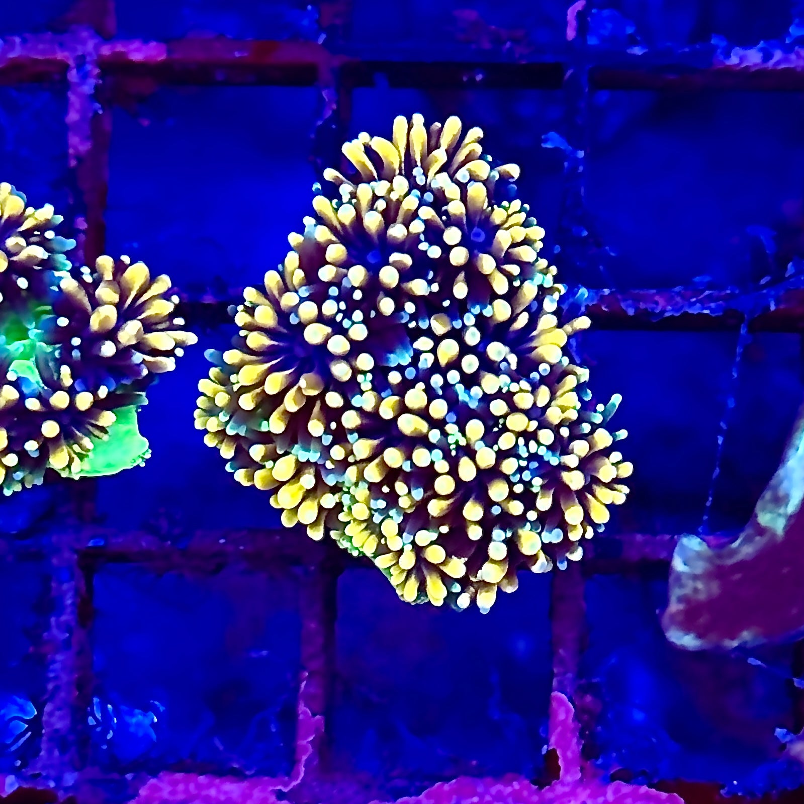 Mother Of All Galaxea Aquacultured Frag